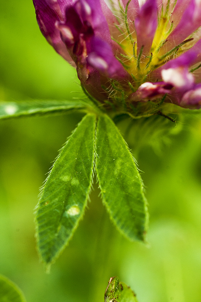 Canon EOS 40D + Tamron SP AF 90mm F2.8 Di Macro sample photo. 1:1 photography