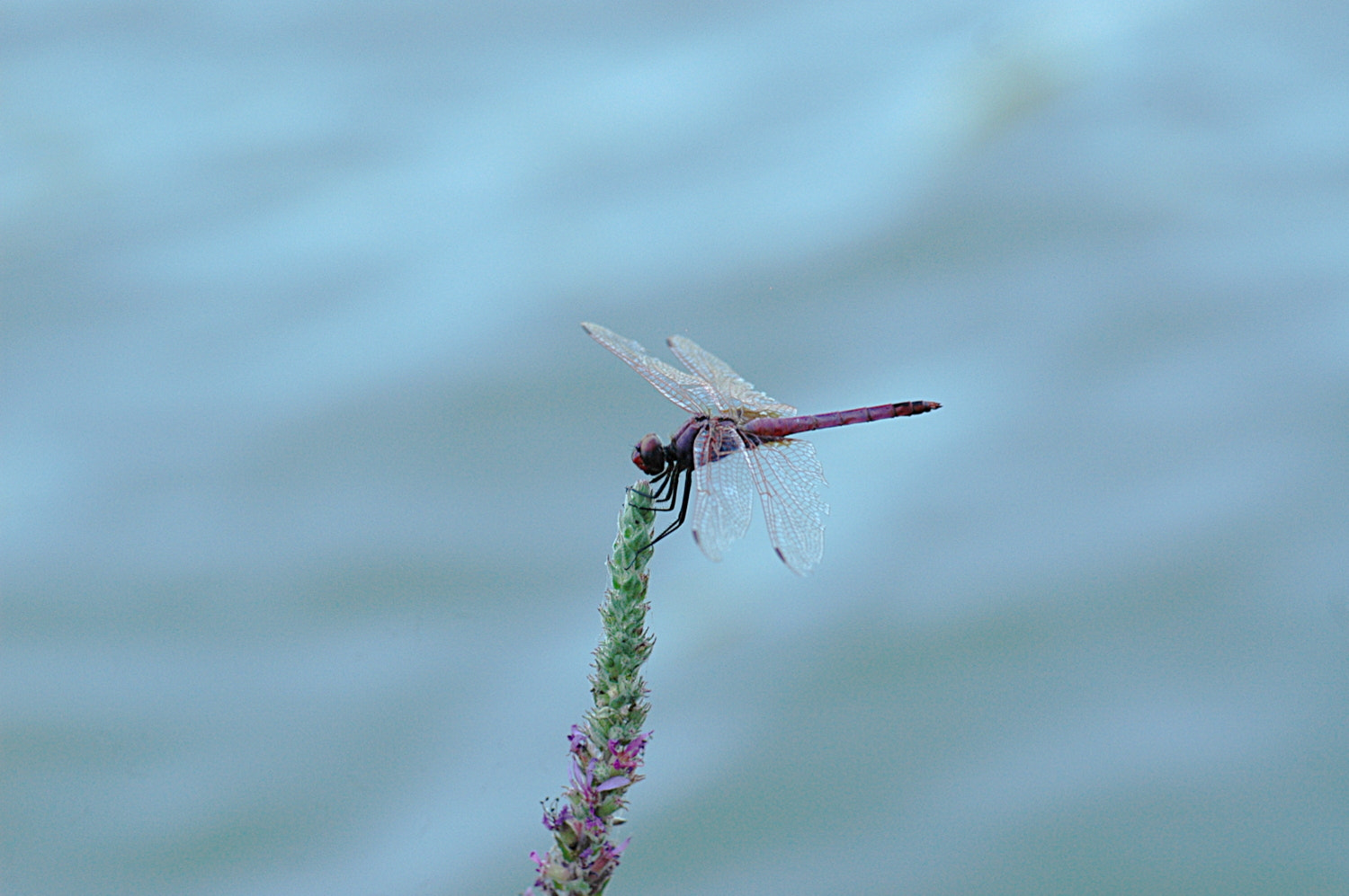 Sigma Macro 90mm F2.8 sample photo. A photography