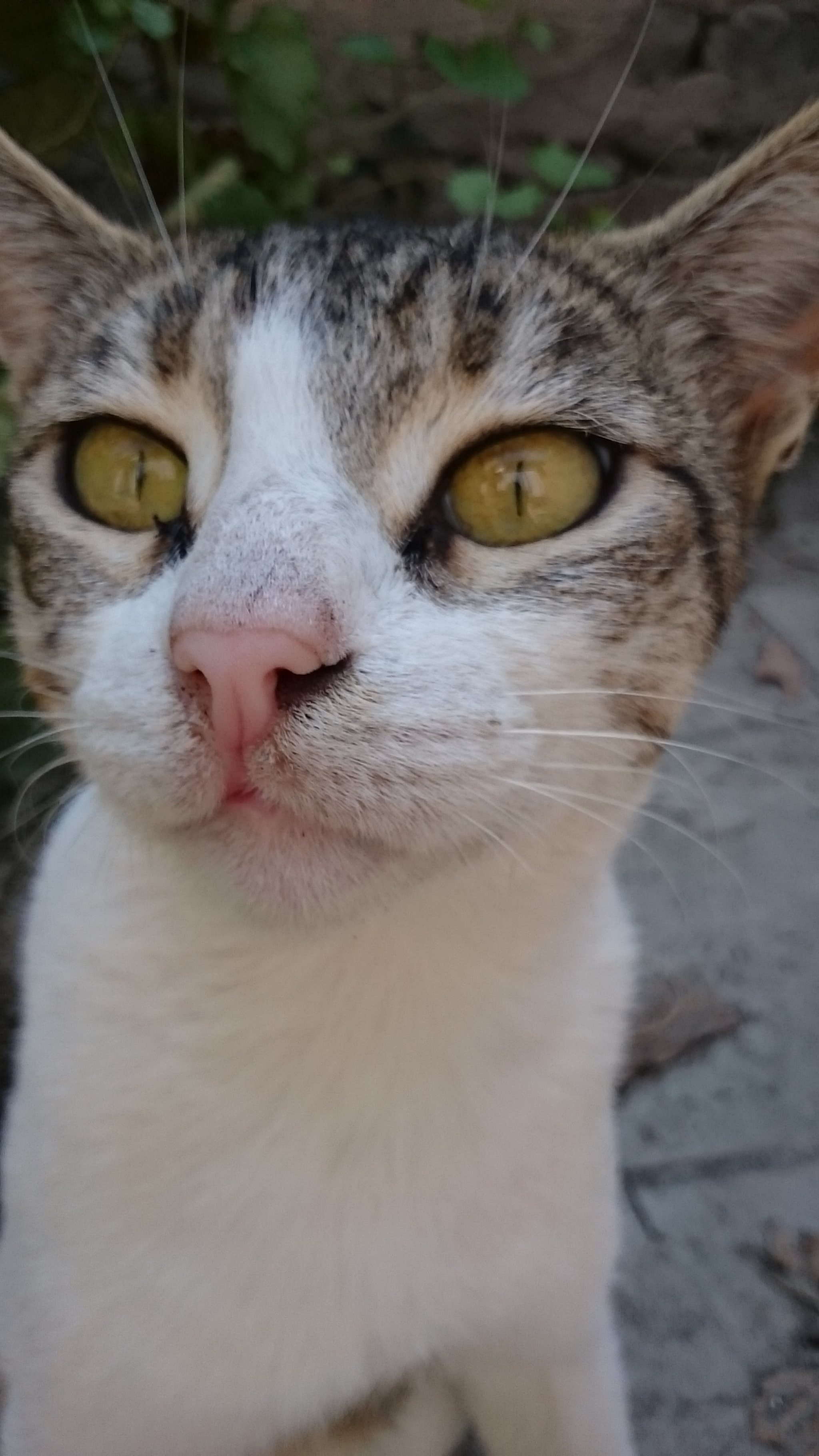 Sony Xperia Z Ultra sample photo