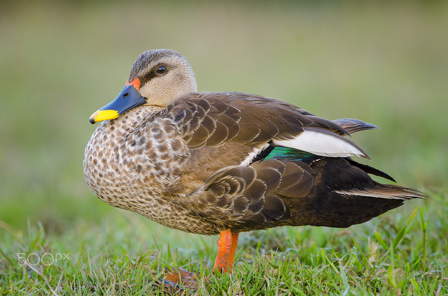 Nikon D7000 + Nikon AF-S Nikkor 500mm F4G ED VR sample photo. Spotbill duck photography