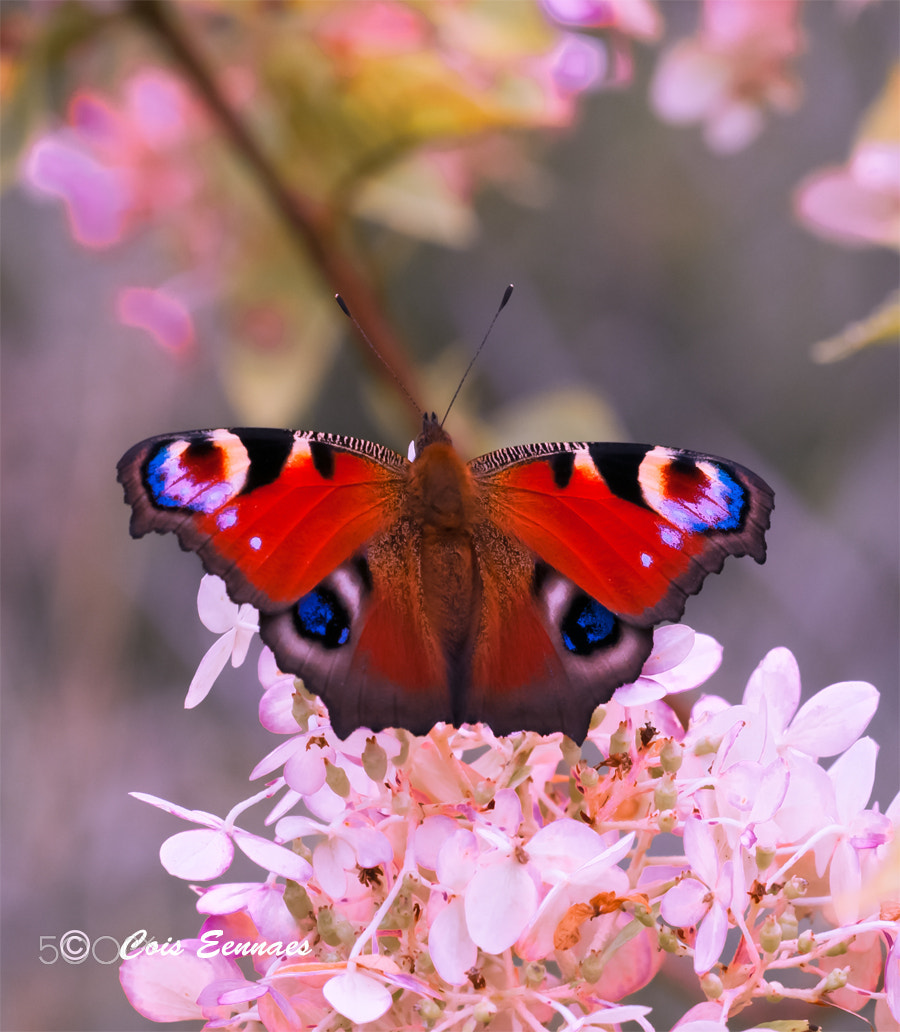 Sigma 150mm F2.8 EX DG Macro HSM sample photo. Dagpauwoog photography