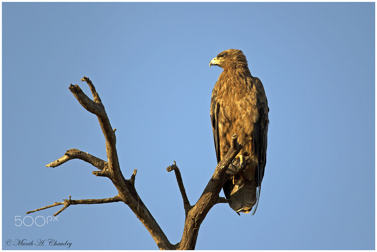 Canon EOS-1D Mark IV + Canon EF 200-400mm F4L IS USM Extender 1.4x sample photo. The sunrise tawny! photography