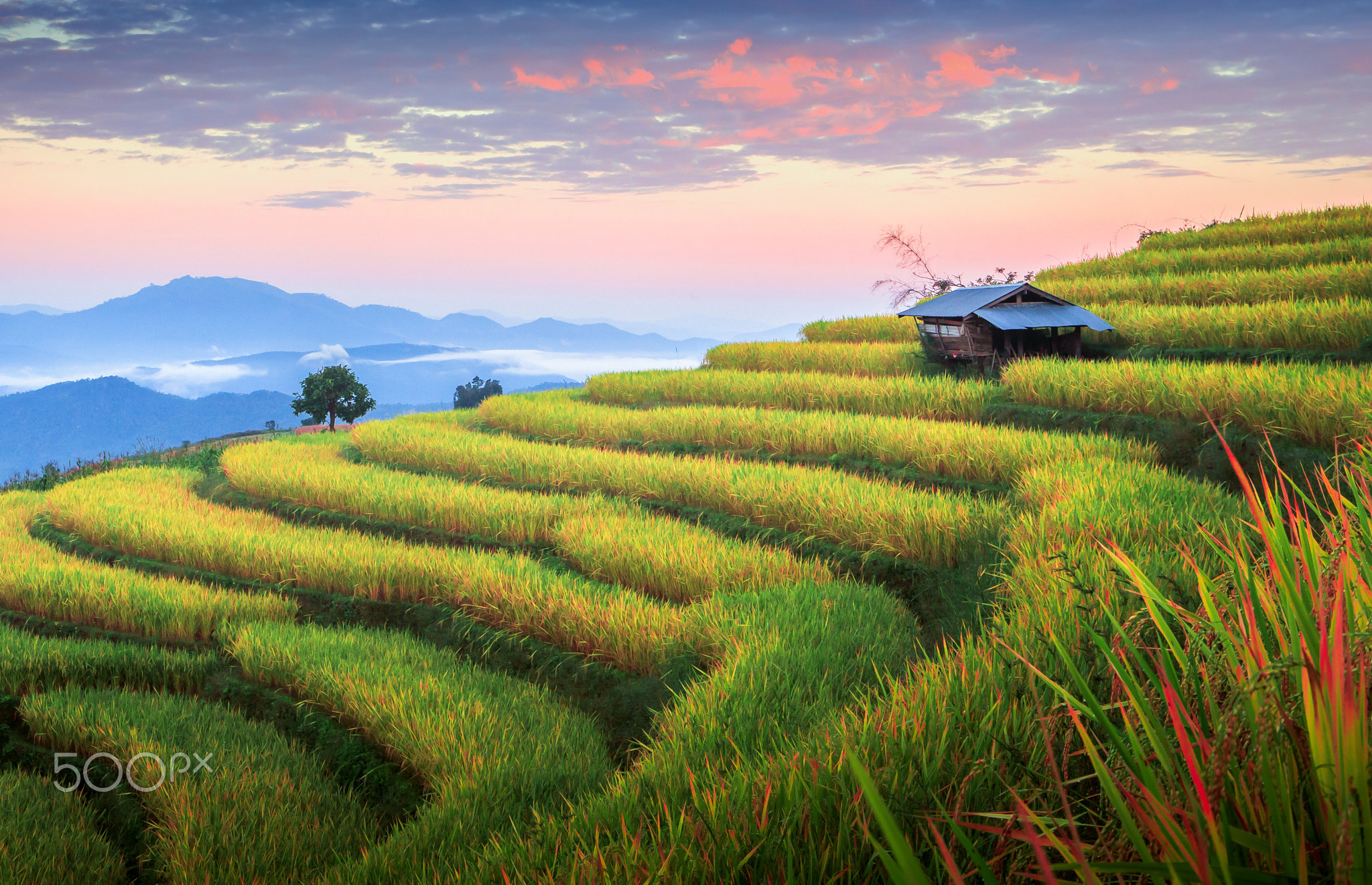 The circle rice terrace on the mountain