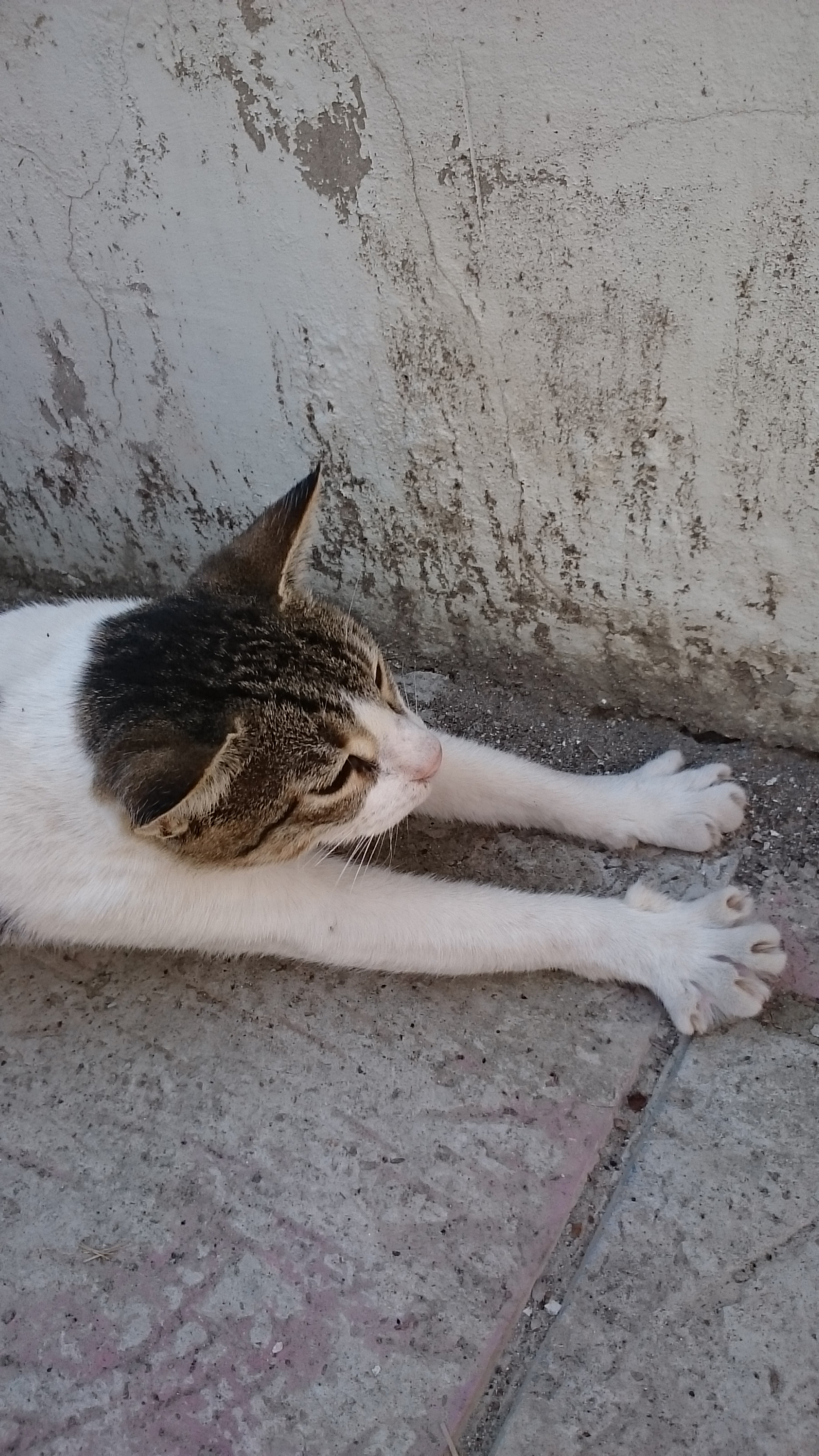 Sony Xperia Z Ultra sample photo