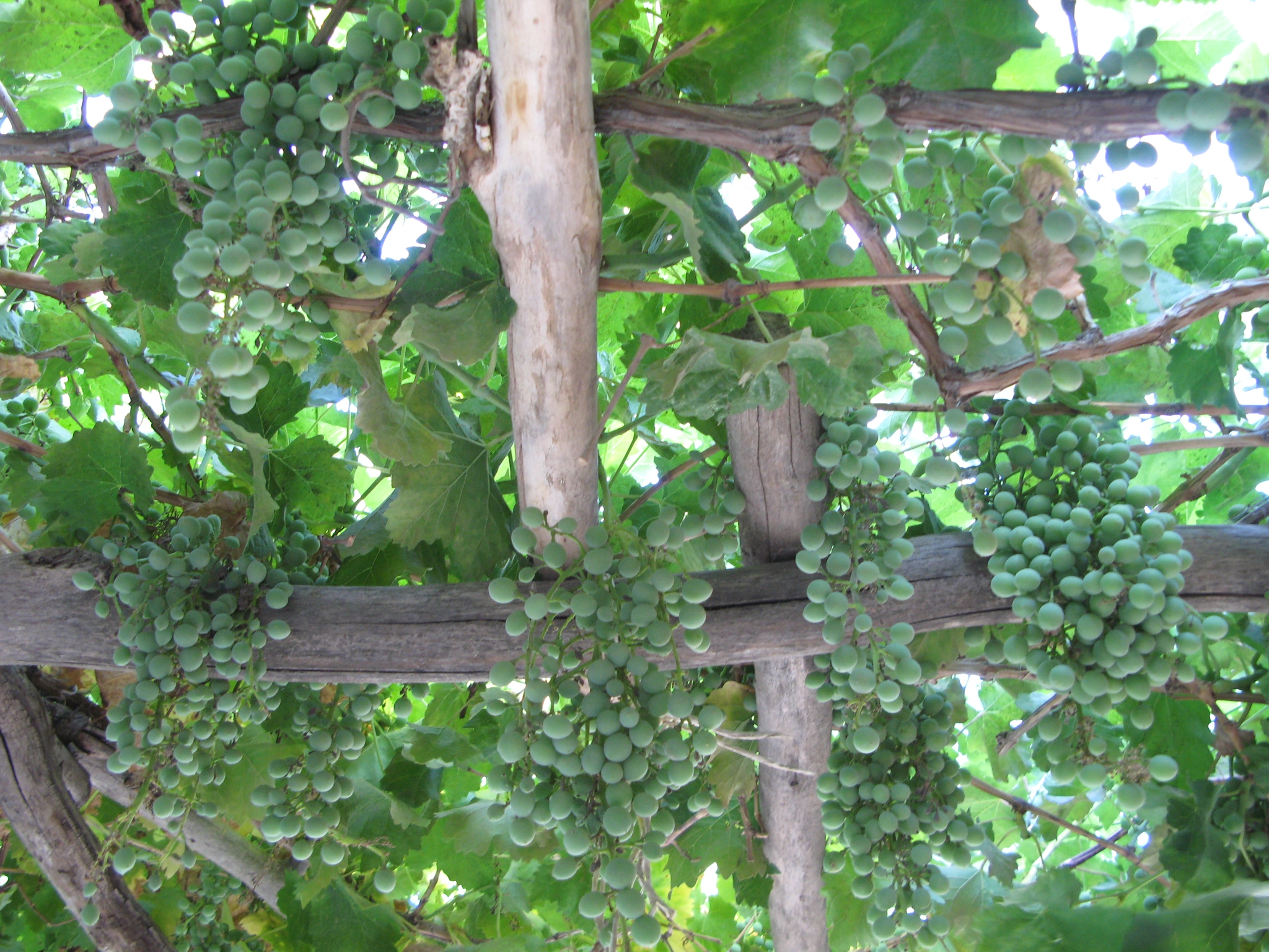 Canon POWERSHOT G7 sample photo. Vine tree photography