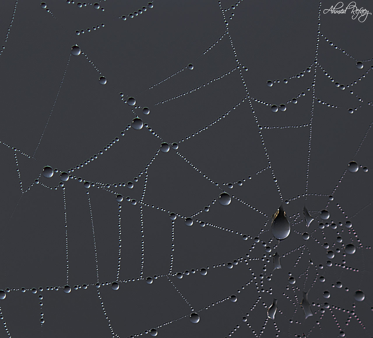 Nikon AF-S Micro-Nikkor 60mm F2.8G ED sample photo. Spider web photography