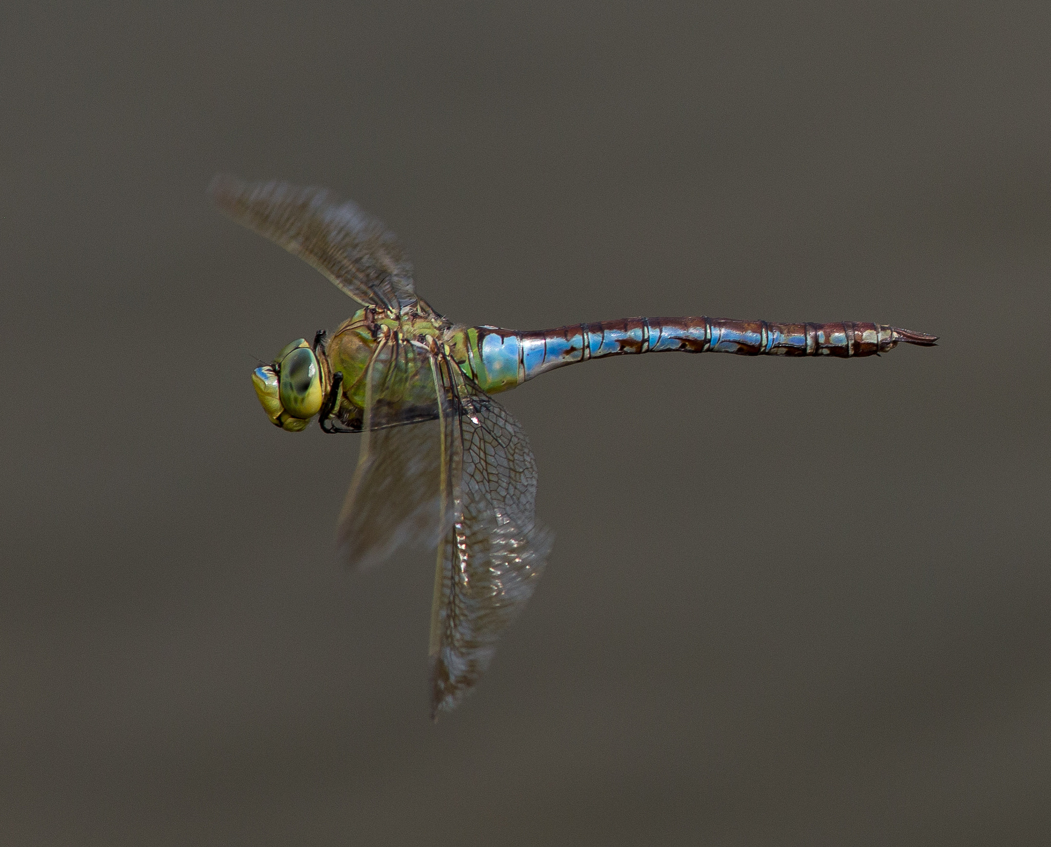 Canon EOS 6D + Canon EF 300mm F4L IS USM sample photo. Emperor dragonfly  female (anax imperator) photography