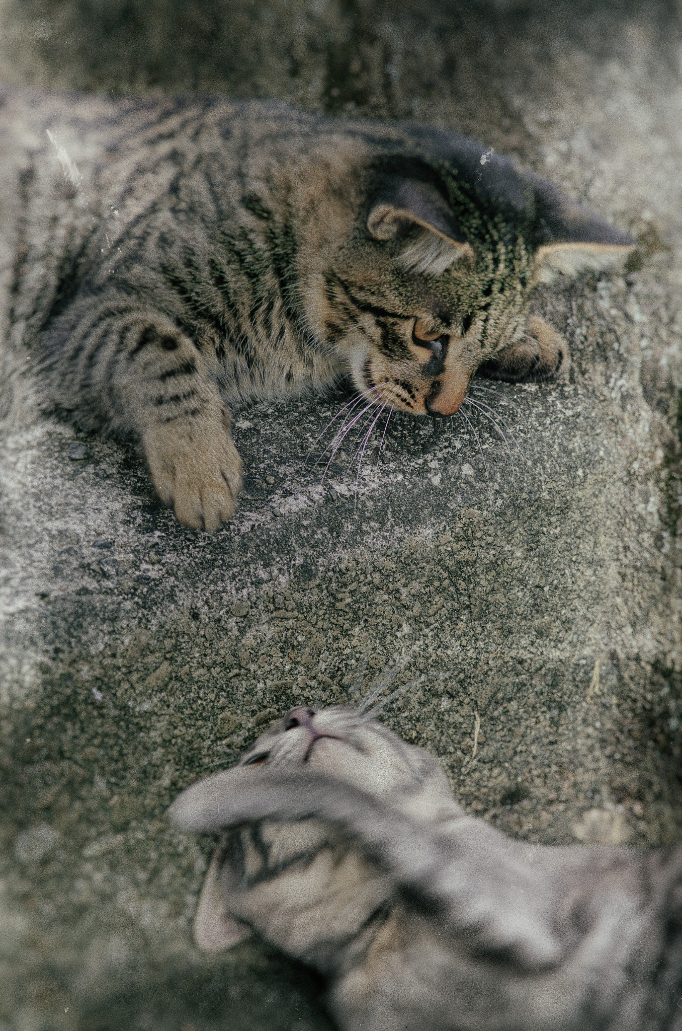 Pentax K-5 IIs sample photo. 実はなかよし - two cats are good friends photography