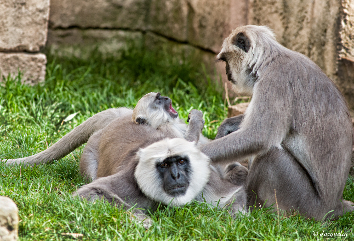 Nikon D3 + AF Nikkor 300mm f/4 IF-ED sample photo. Family-time !1 photography