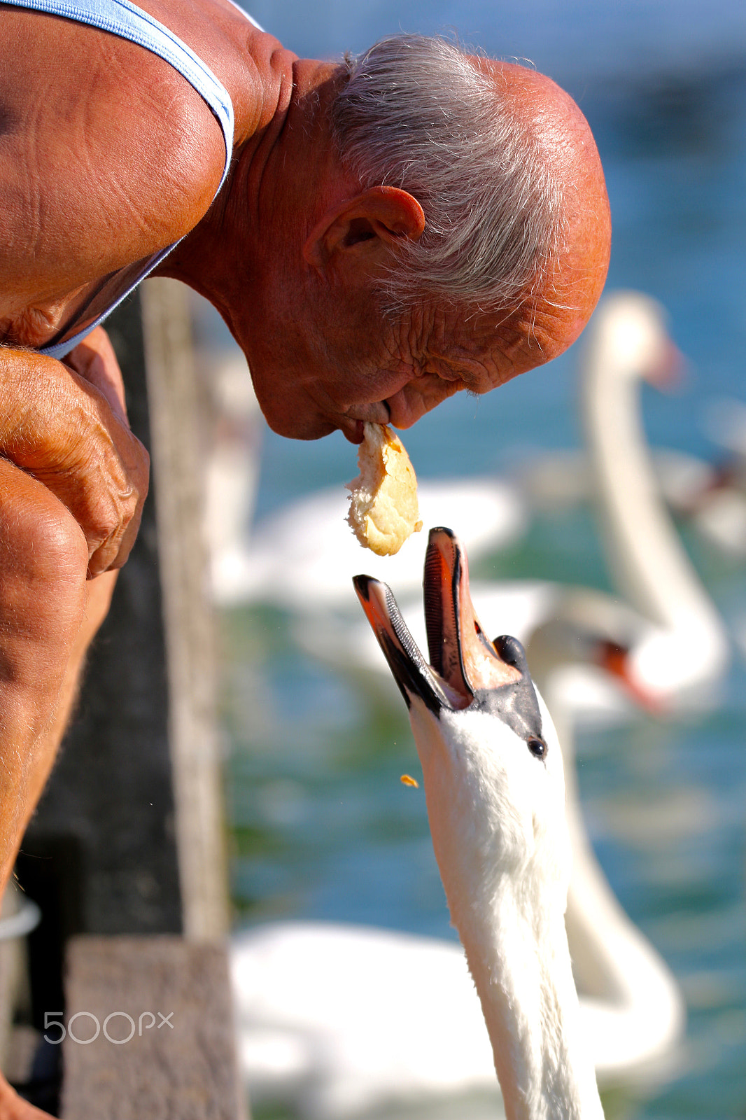 Sigma 150mm f/2.8 EX DG OS HSM APO Macro sample photo. Old man and swan photography