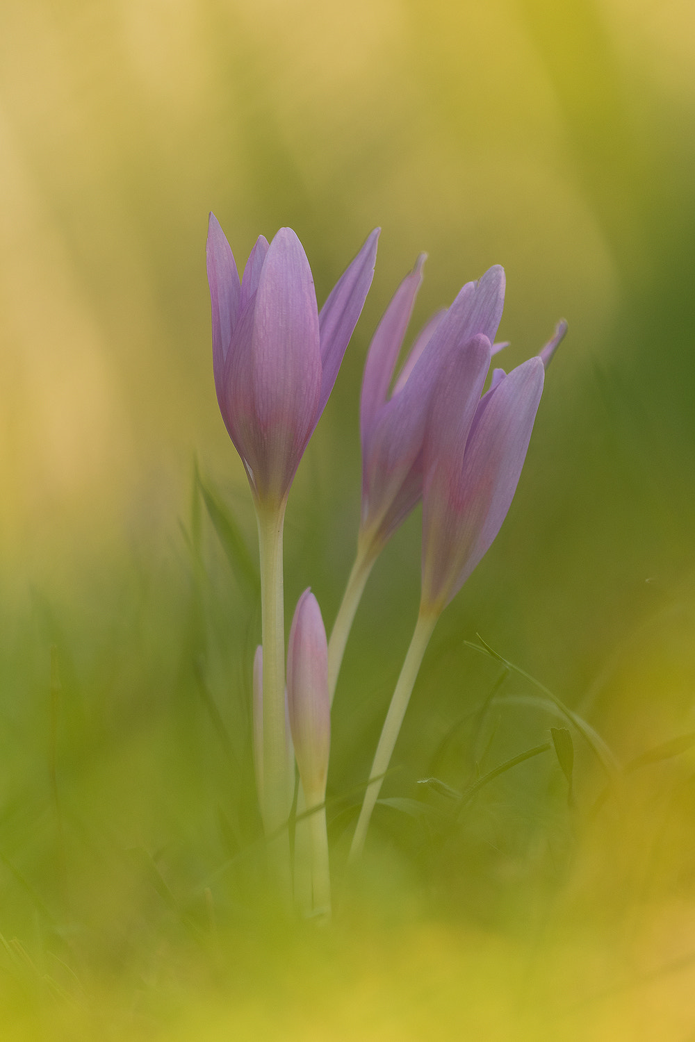 Sigma 150mm F2.8 EX DG Macro HSM sample photo. Colchicum autumnale (autumn crocus) photography