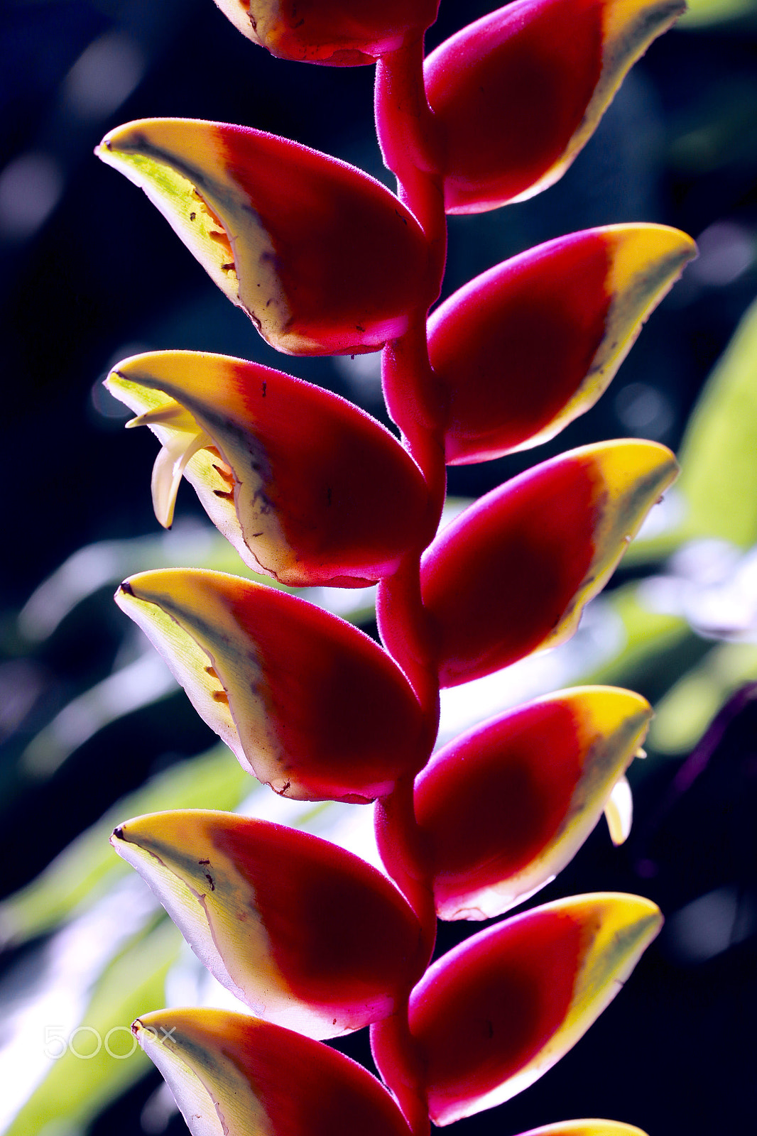 Sigma 150mm f/2.8 EX DG OS HSM APO Macro sample photo. Exotic flower photography