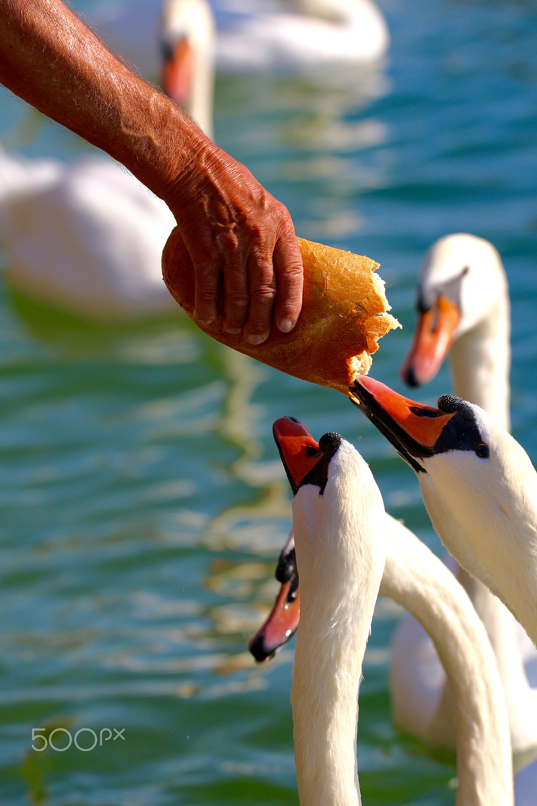Sigma 150mm f/2.8 EX DG OS HSM APO Macro sample photo. Swan is watching for food photography