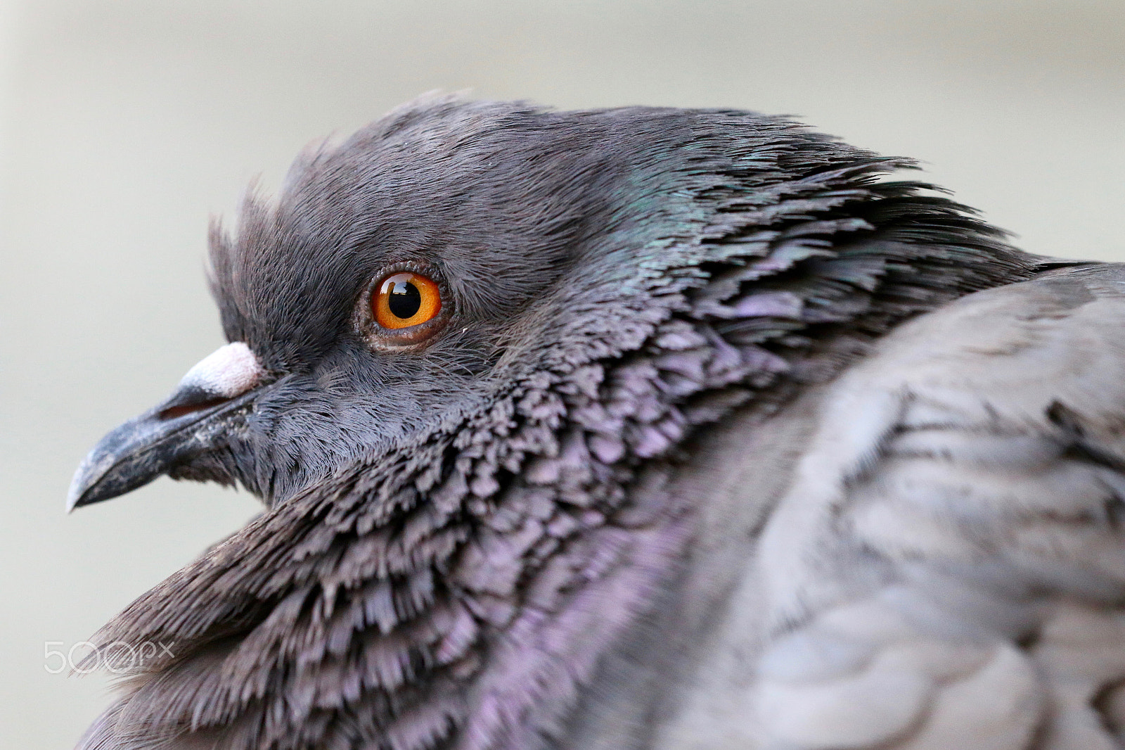 Sigma 150mm f/2.8 EX DG OS HSM APO Macro sample photo. Close up to the pigeons eye photography