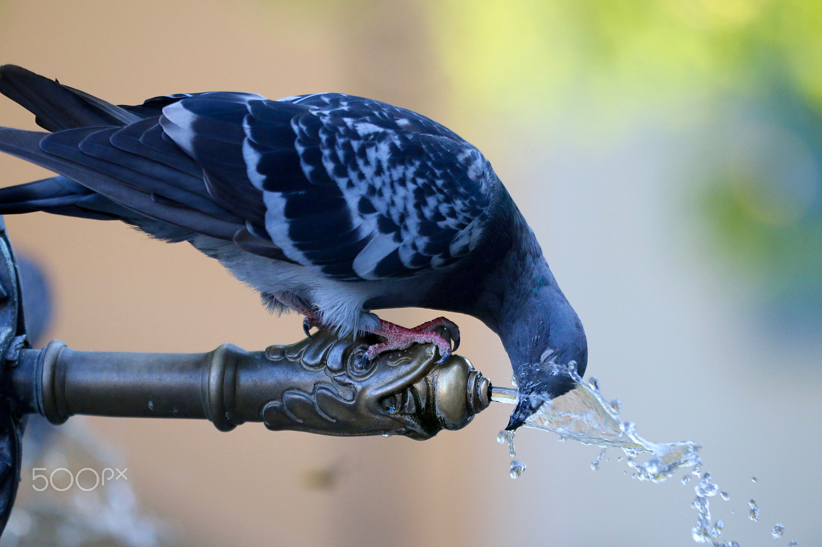 Sigma 150mm f/2.8 EX DG OS HSM APO Macro sample photo. Pigeon during drining from the jet of water photography