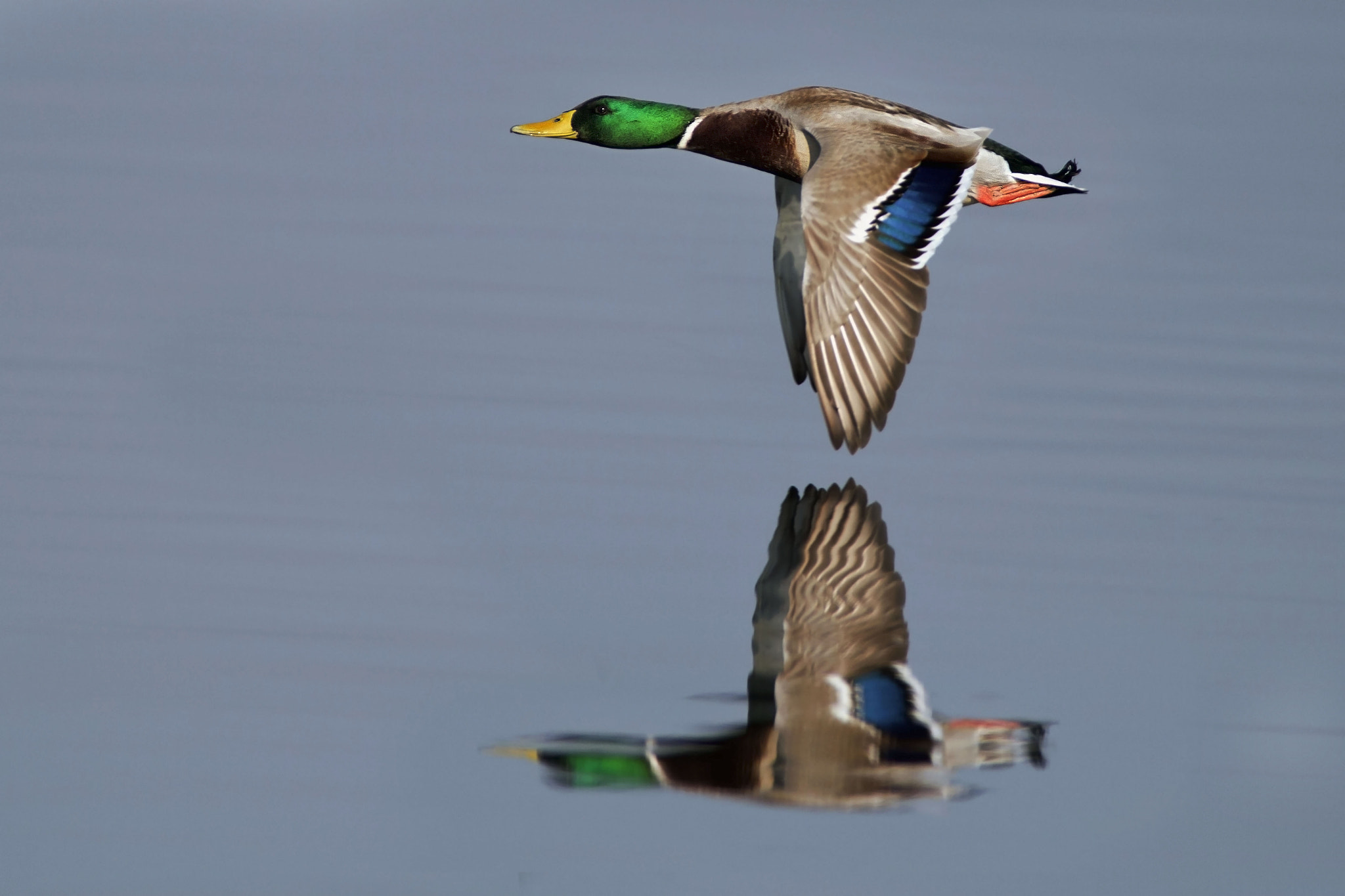 Canon EF 300mm f/2.8L + 1.4x sample photo. Mallard's reflection photography