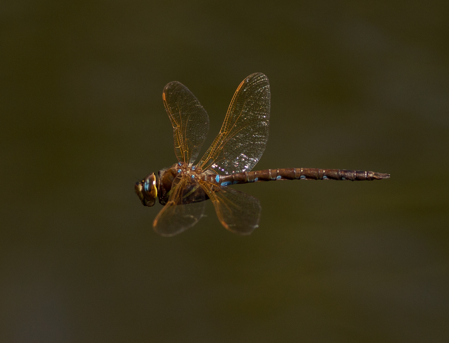 Canon EOS 6D + Canon EF 300mm F4L IS USM sample photo. Brown hawker (aeshna grandis) photography
