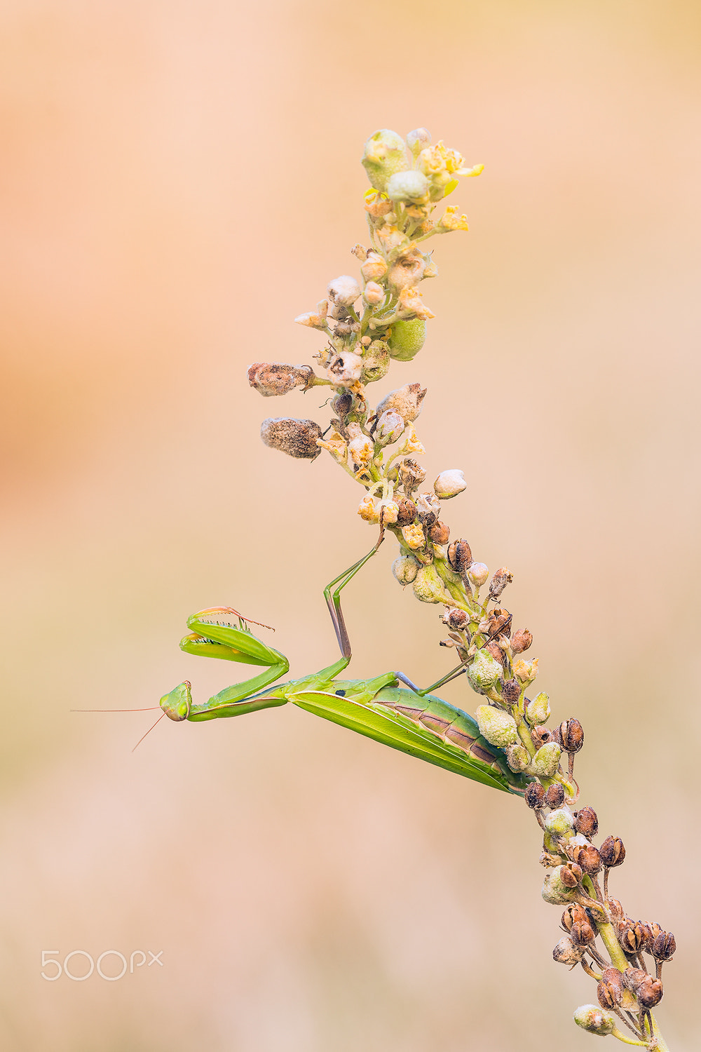 Sigma 150mm F2.8 EX DG Macro HSM sample photo. Mantis religiosa photography