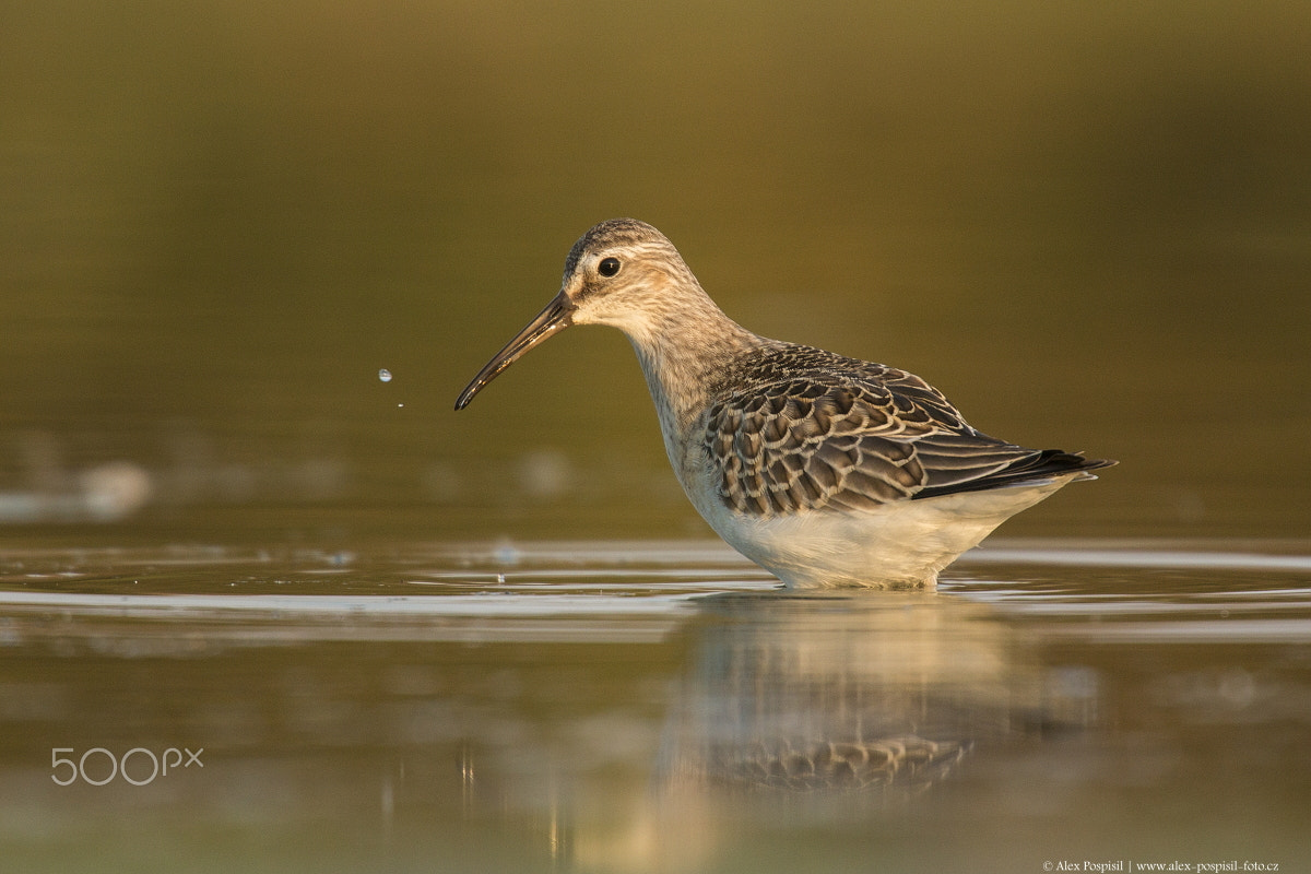 Canon EF 300mm F2.8L IS USM sample photo. Curlew sandpiper photography