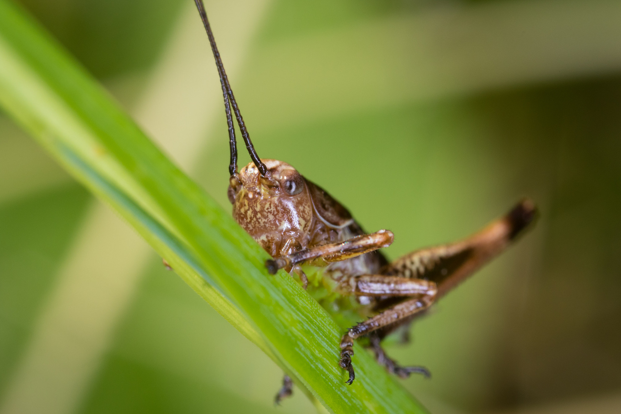 Canon MP-E 65mm F2.5 1-5x Macro Photo sample photo. Hopper photography