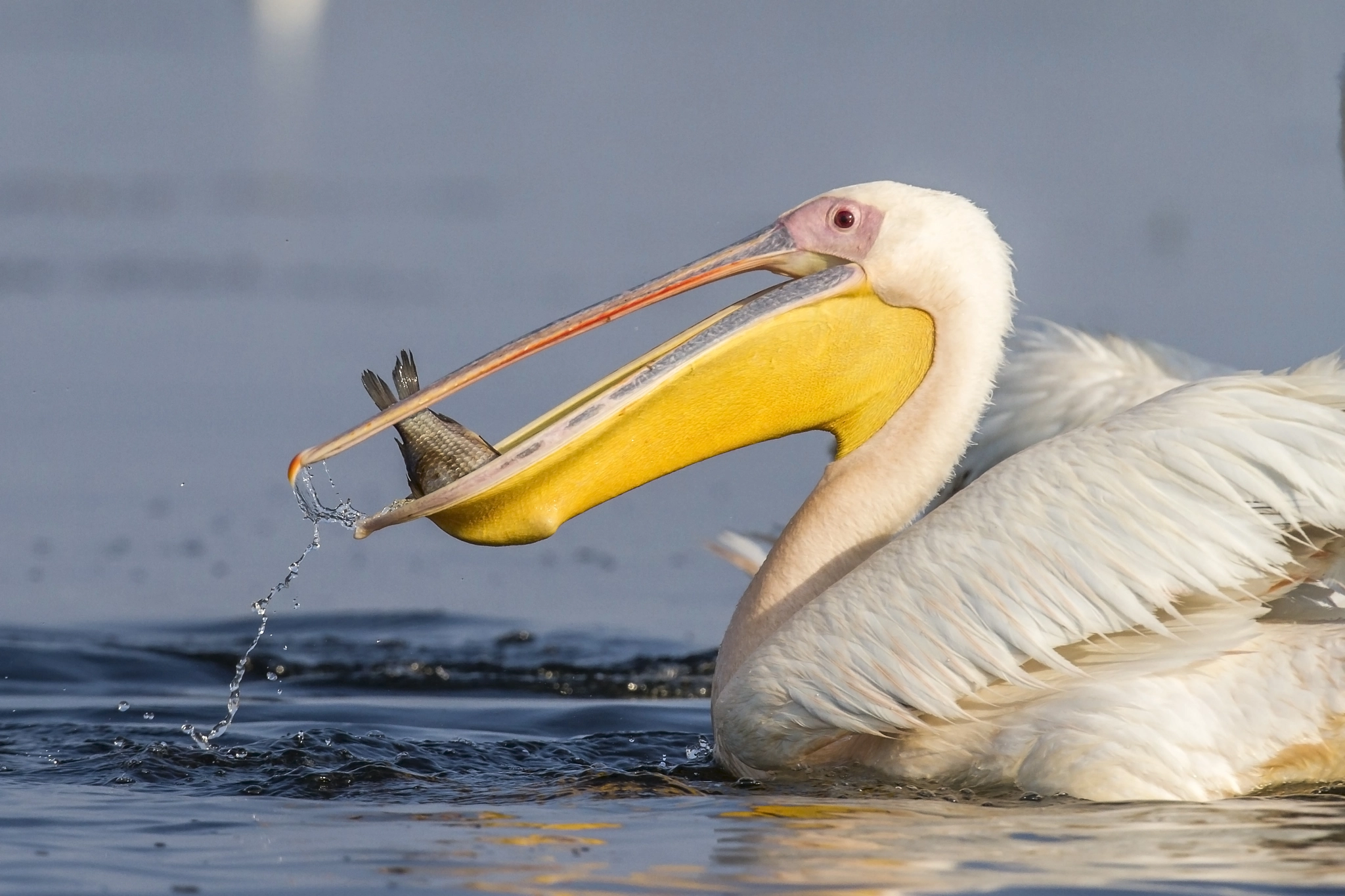 Canon EOS 7D + Canon EF 400mm F2.8L IS USM sample photo. Pelican photography