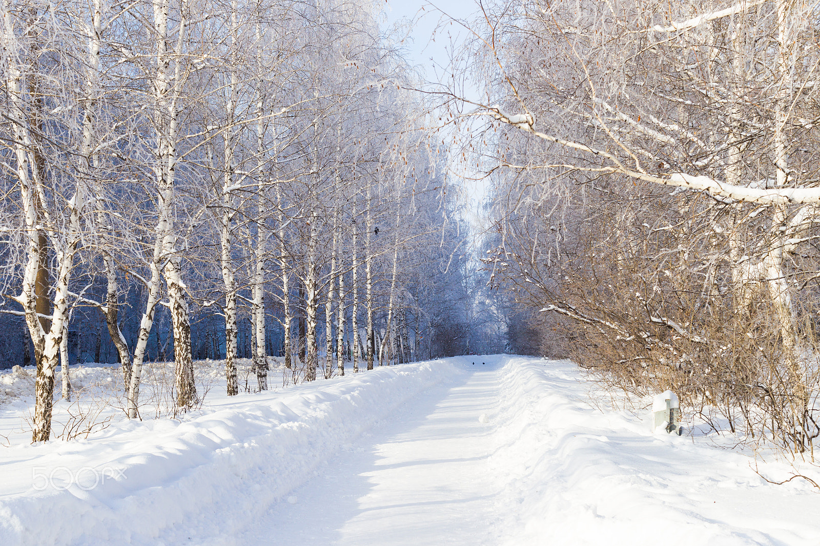 Canon EOS-1D Mark IV sample photo. Birch alley in winter with snow drifts on a sunny day, the frost photography