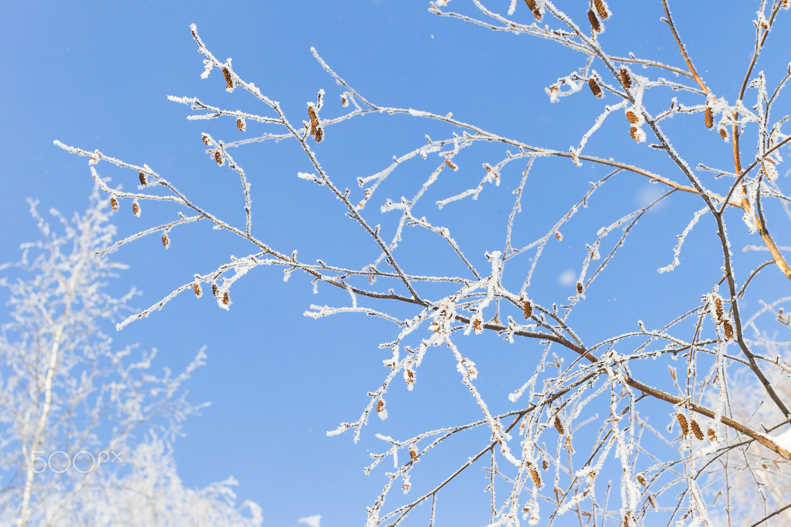 Canon EOS-1D Mark IV + Canon EF 50mm F1.2L USM sample photo. Winter and cold, blue sky and tree branches in the frost. a beau photography