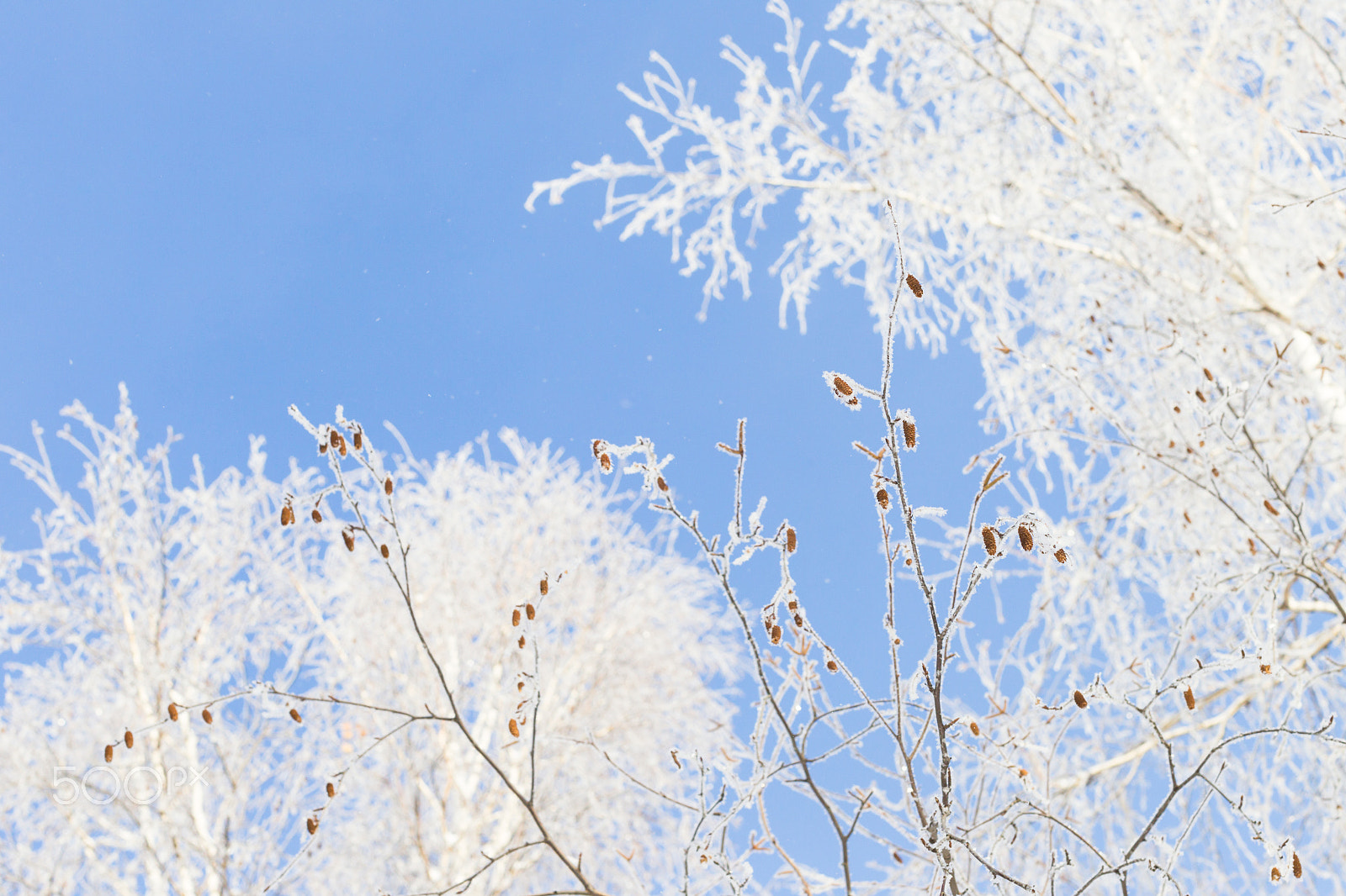 Canon EOS-1D Mark IV sample photo. Winter and cold, blue sky and tree branches in the frost. a beau photography