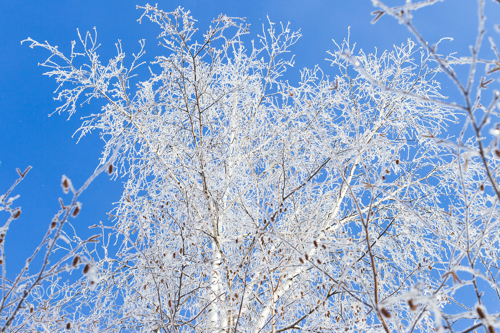 Canon EOS-1D Mark IV sample photo. Winter and cold, blue sky and tree branches in the frost. a beau photography