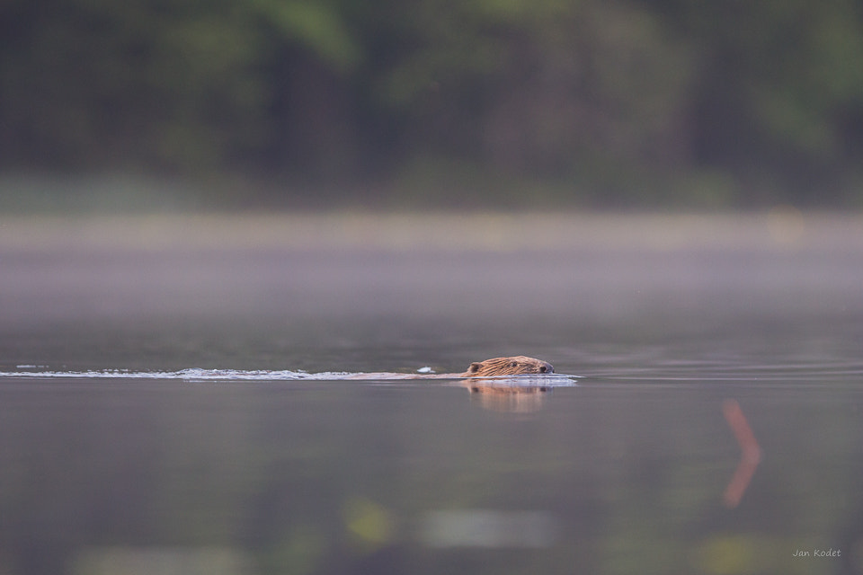 Canon EF 300mm F2.8L IS USM sample photo. Beaver photography
