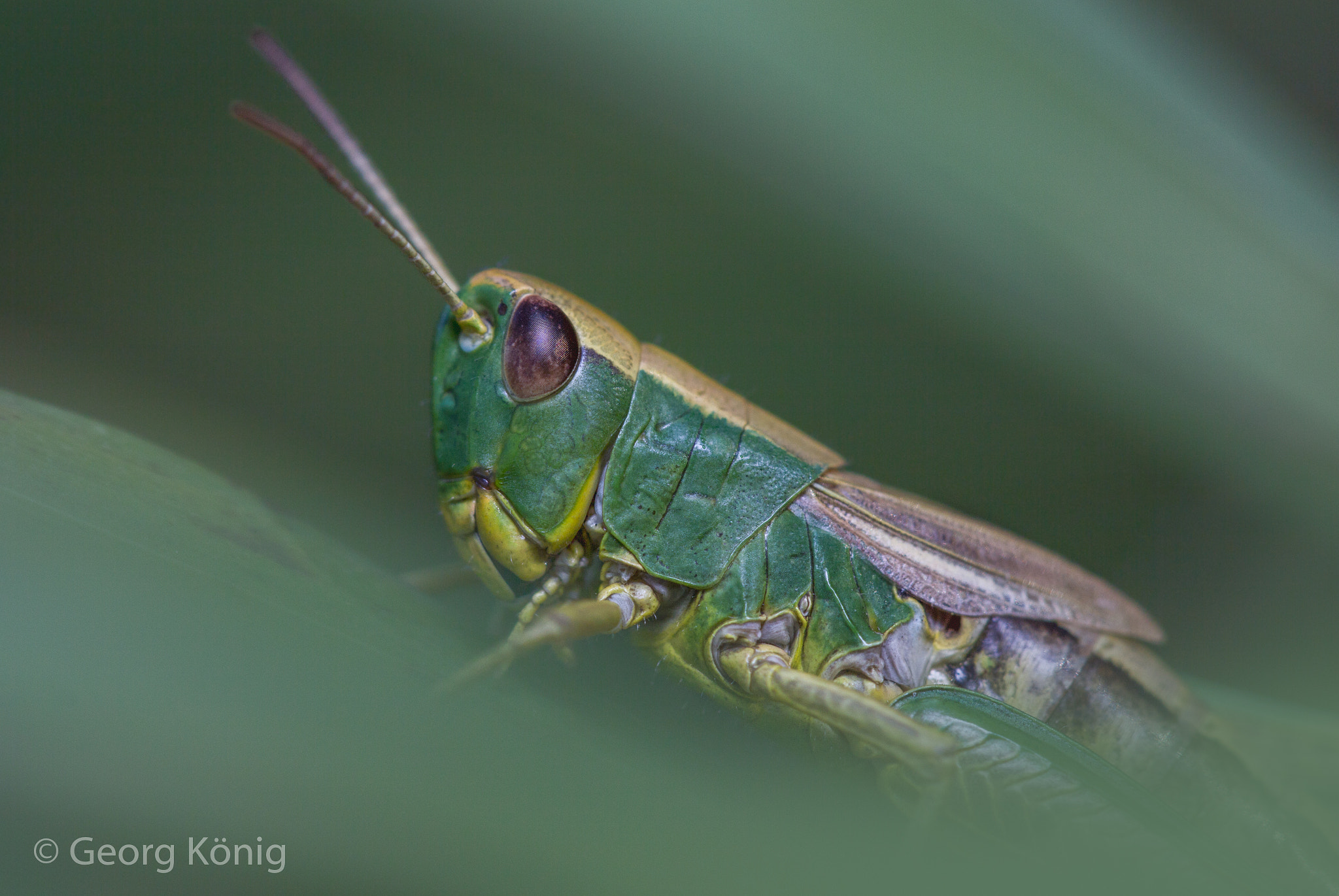 Canon EOS 60D + Canon EF 100mm F2.8L Macro IS USM sample photo. Grasshopper in torpor photography