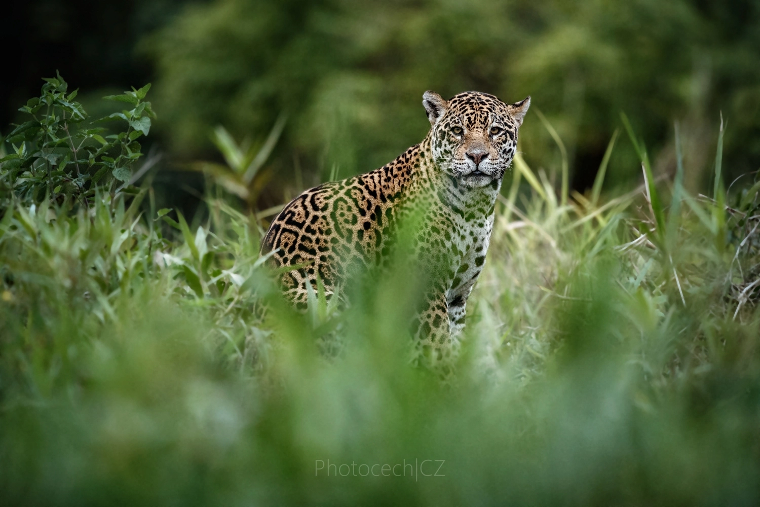 Canon EOS-1D X Mark II sample photo. Jaguar - brazilian phantom photography