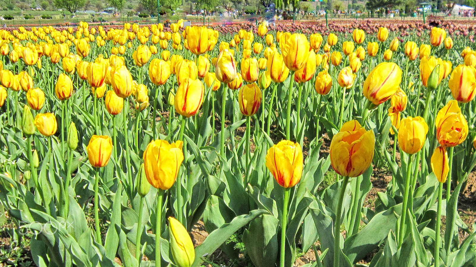 Canon PowerShot A3200 IS sample photo. Tulips! photography