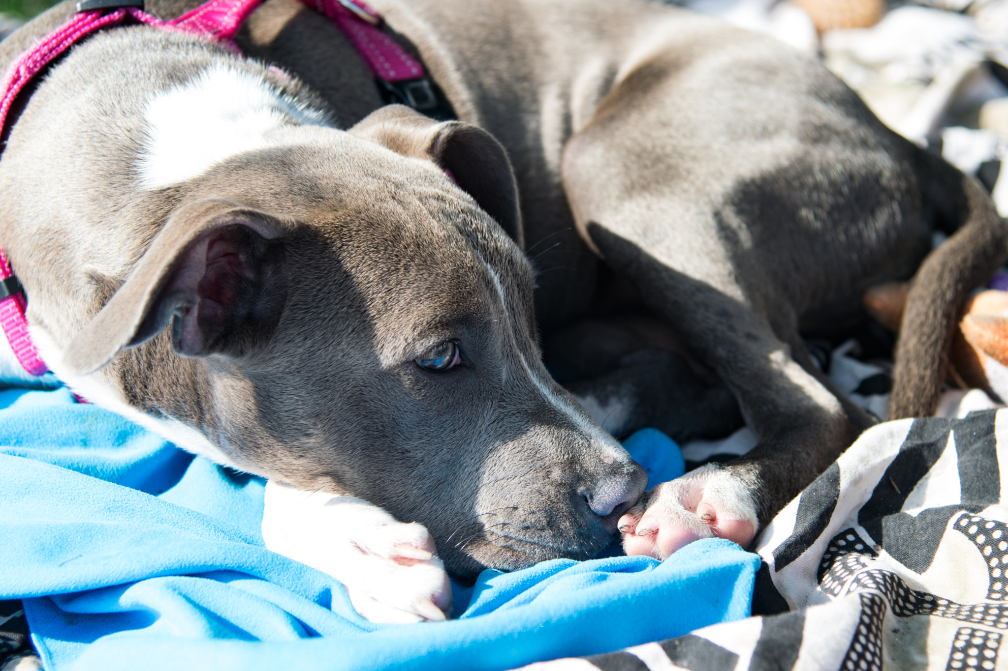 Nikon AF-S Nikkor 24-120mm F4G ED VR sample photo. Sweet dog photography