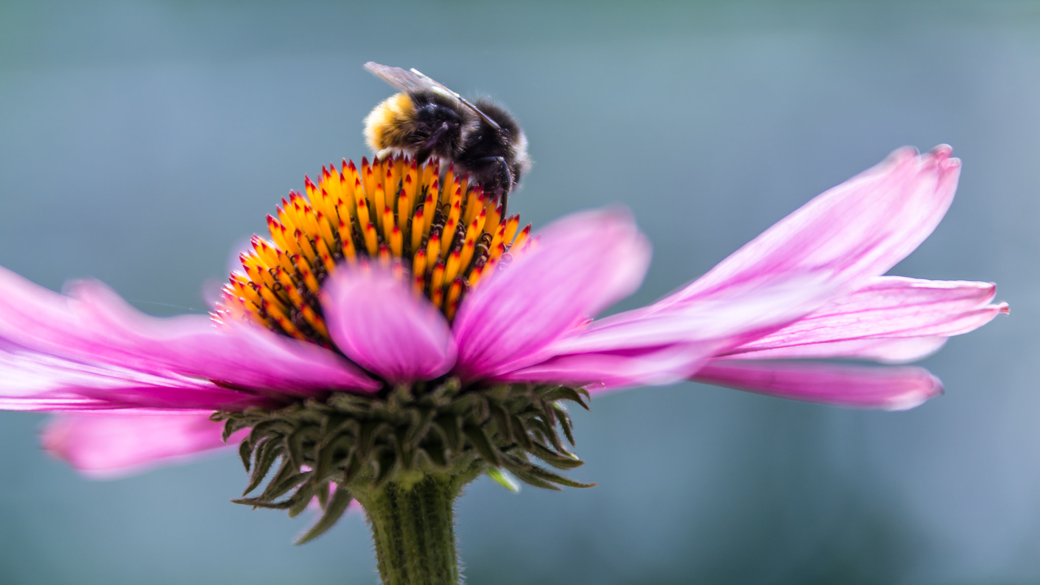 Canon EF 28-300mm F3.5-5.6L IS USM sample photo. Biijili photography