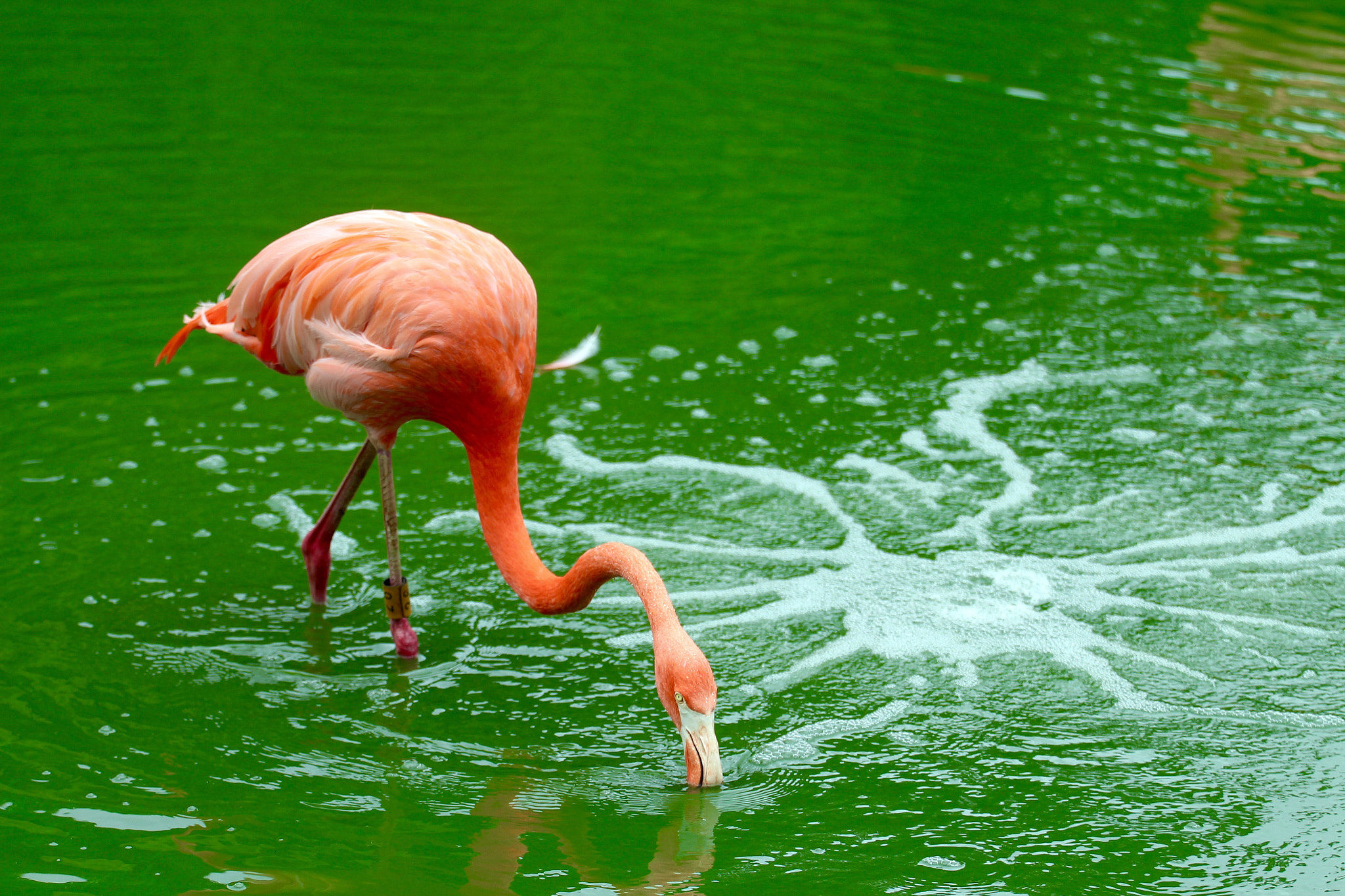 Canon EOS 650D (EOS Rebel T4i / EOS Kiss X6i) + Canon EF 70-200mm F4L USM sample photo. Flamingo photography
