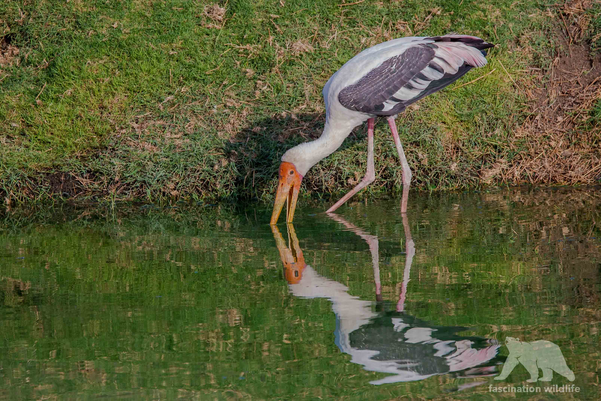 Nikon D600 sample photo. Yellow-billed stork photography