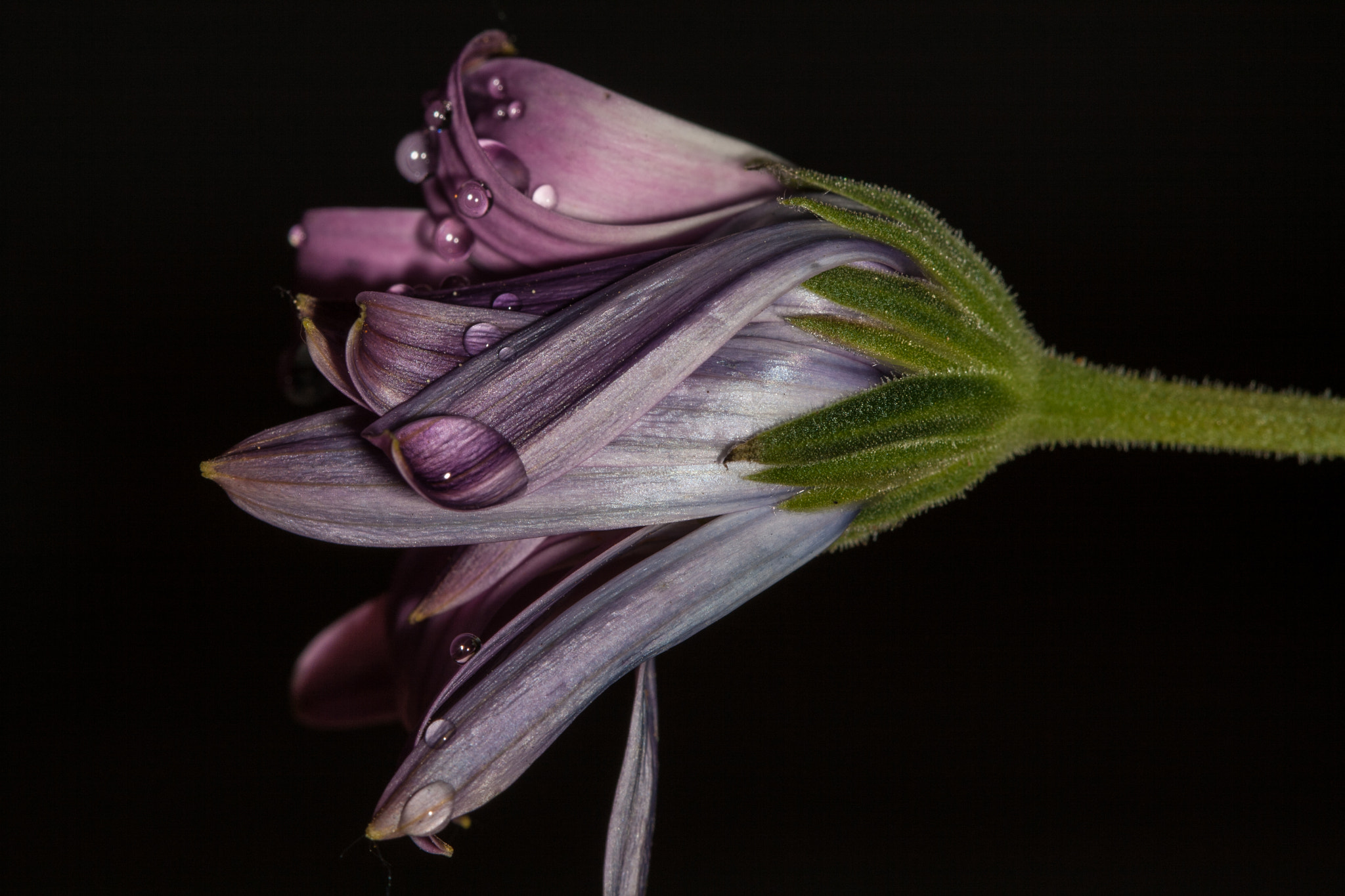 Canon EF 100mm F2.8 Macro USM sample photo