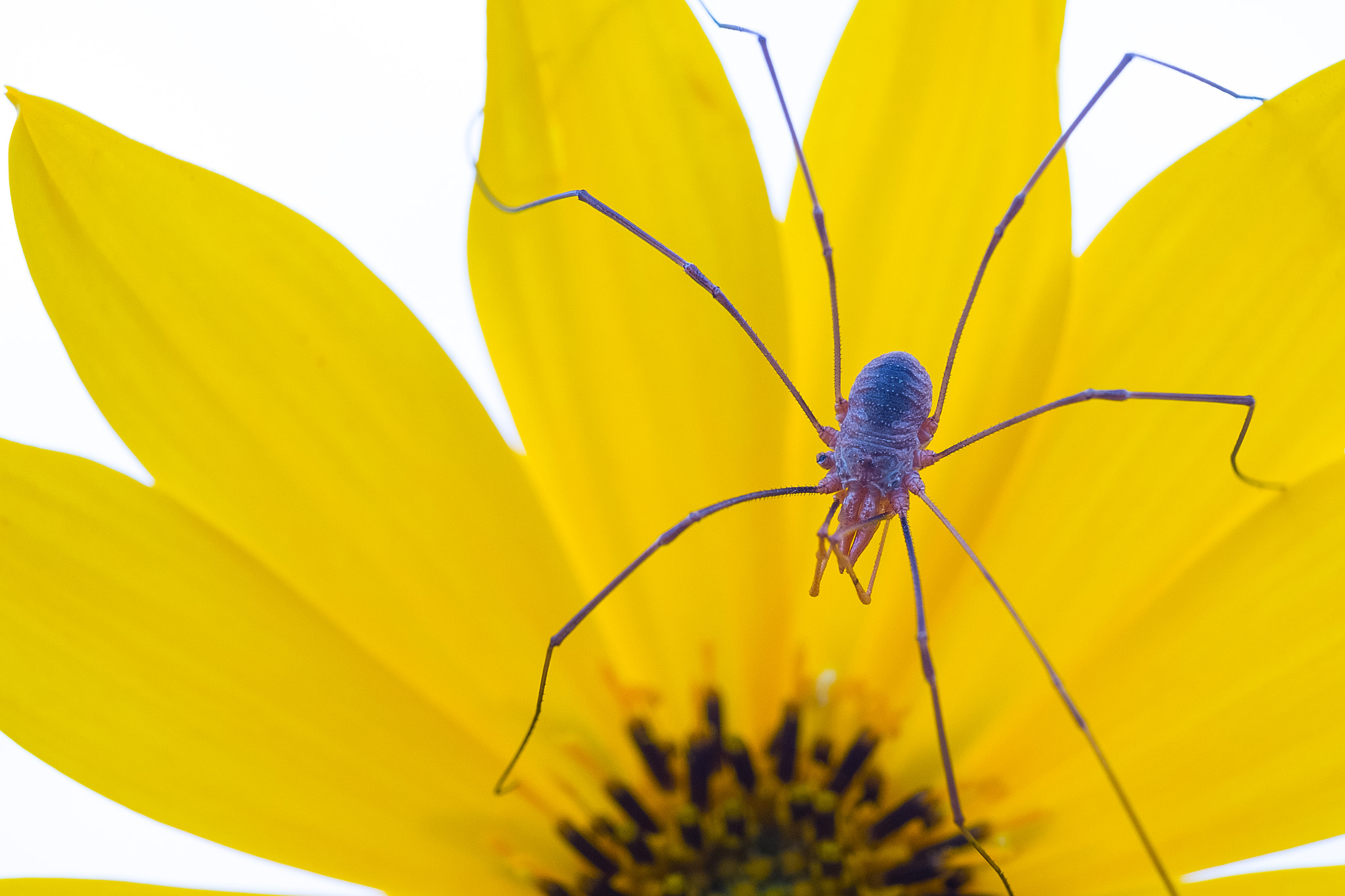 Fujifilm X-M1 + Fujifilm XF 60mm F2.4 R Macro sample photo. Exploring nature's details photography