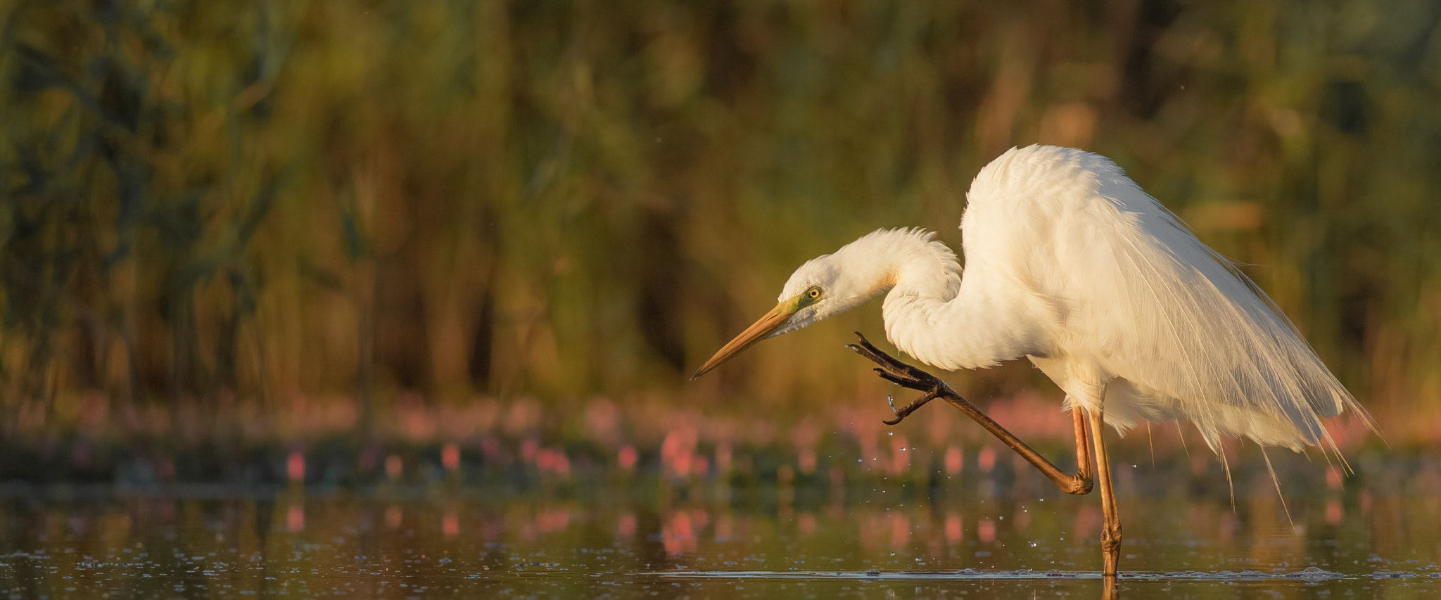 Canon EOS 6D + Canon EF 400mm F5.6L USM sample photo. Baltasis garnys (egretta alba) great white egret photography