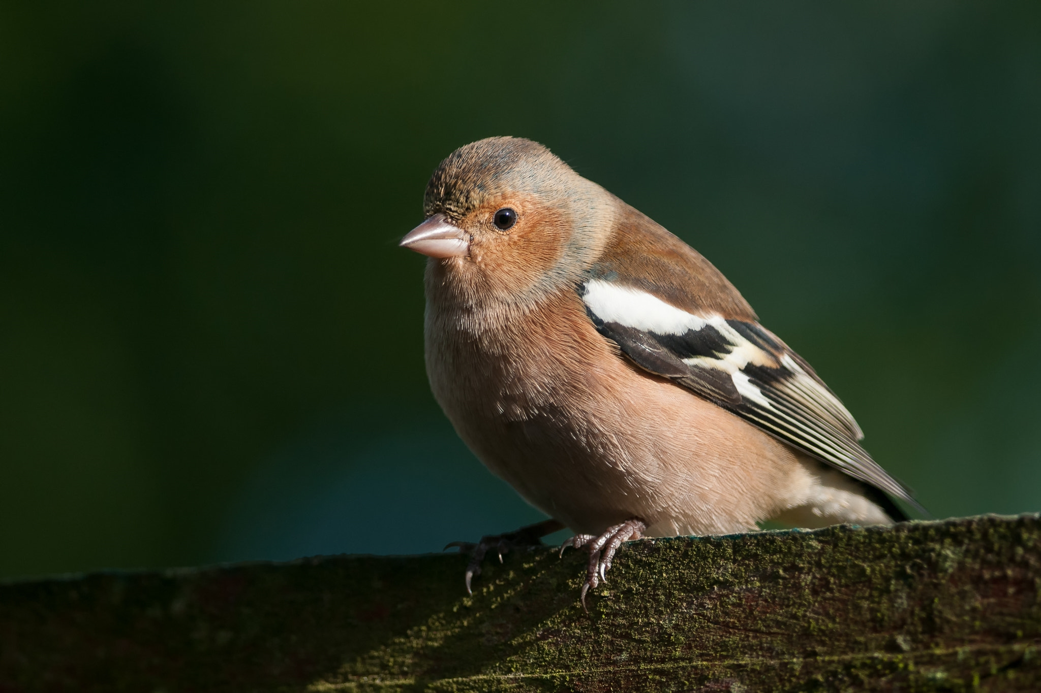 Nikon D300 + Nikon AF-S Nikkor 300mm F4D ED-IF sample photo. Chaffinch - fringilla coelebs - male photography