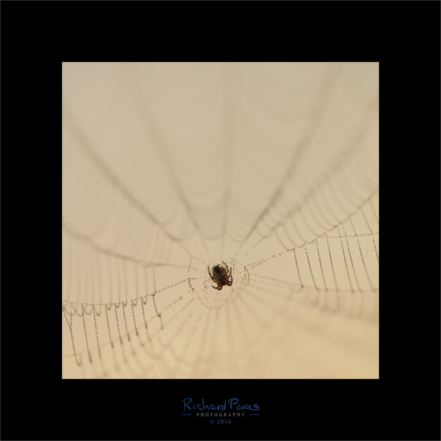 Canon EF 100mm F2.8L Macro IS USM sample photo. Spiderweb photography