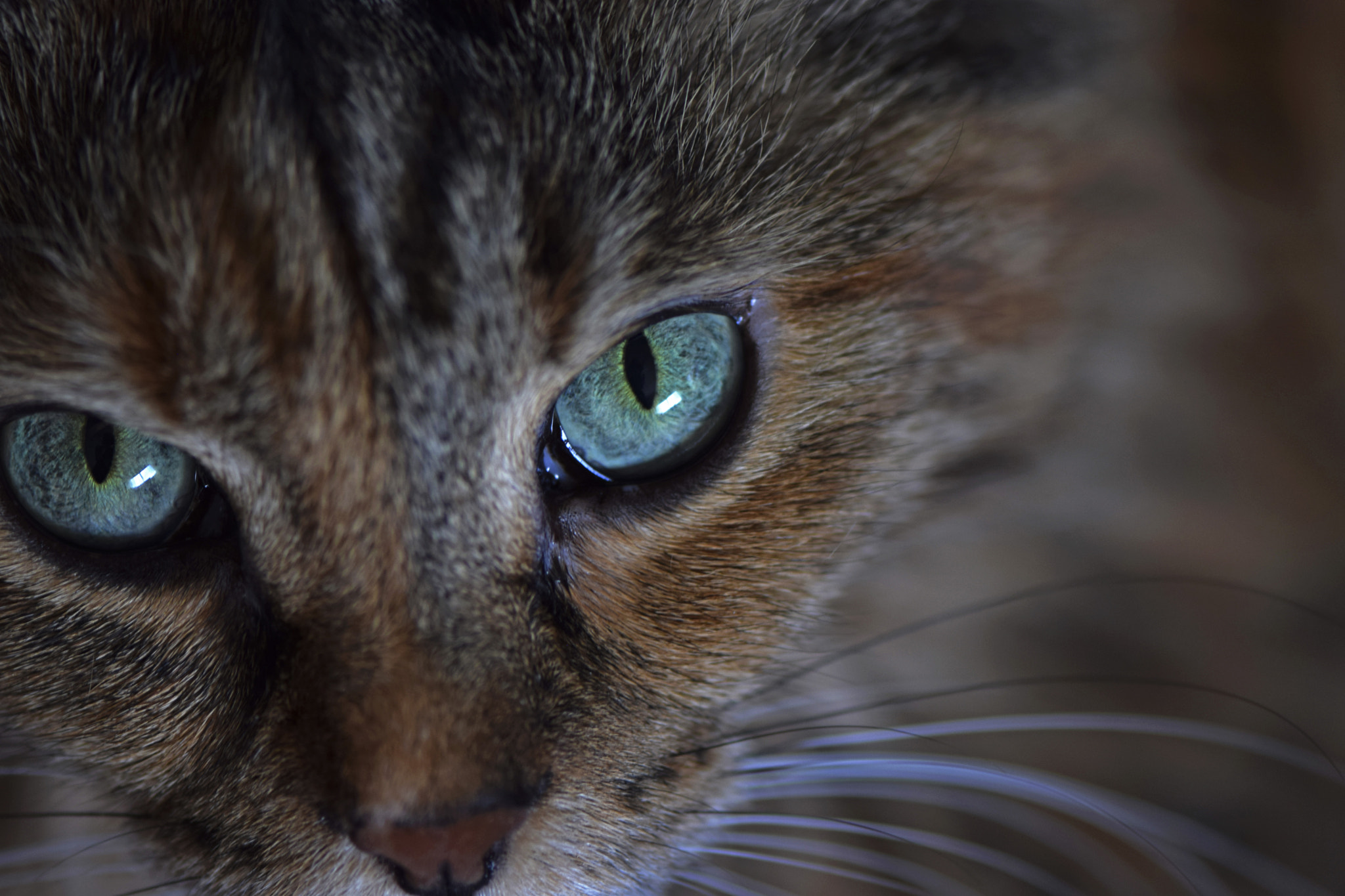 Nikon AF-S Micro-Nikkor 105mm F2.8G IF-ED VR sample photo. One year later photography