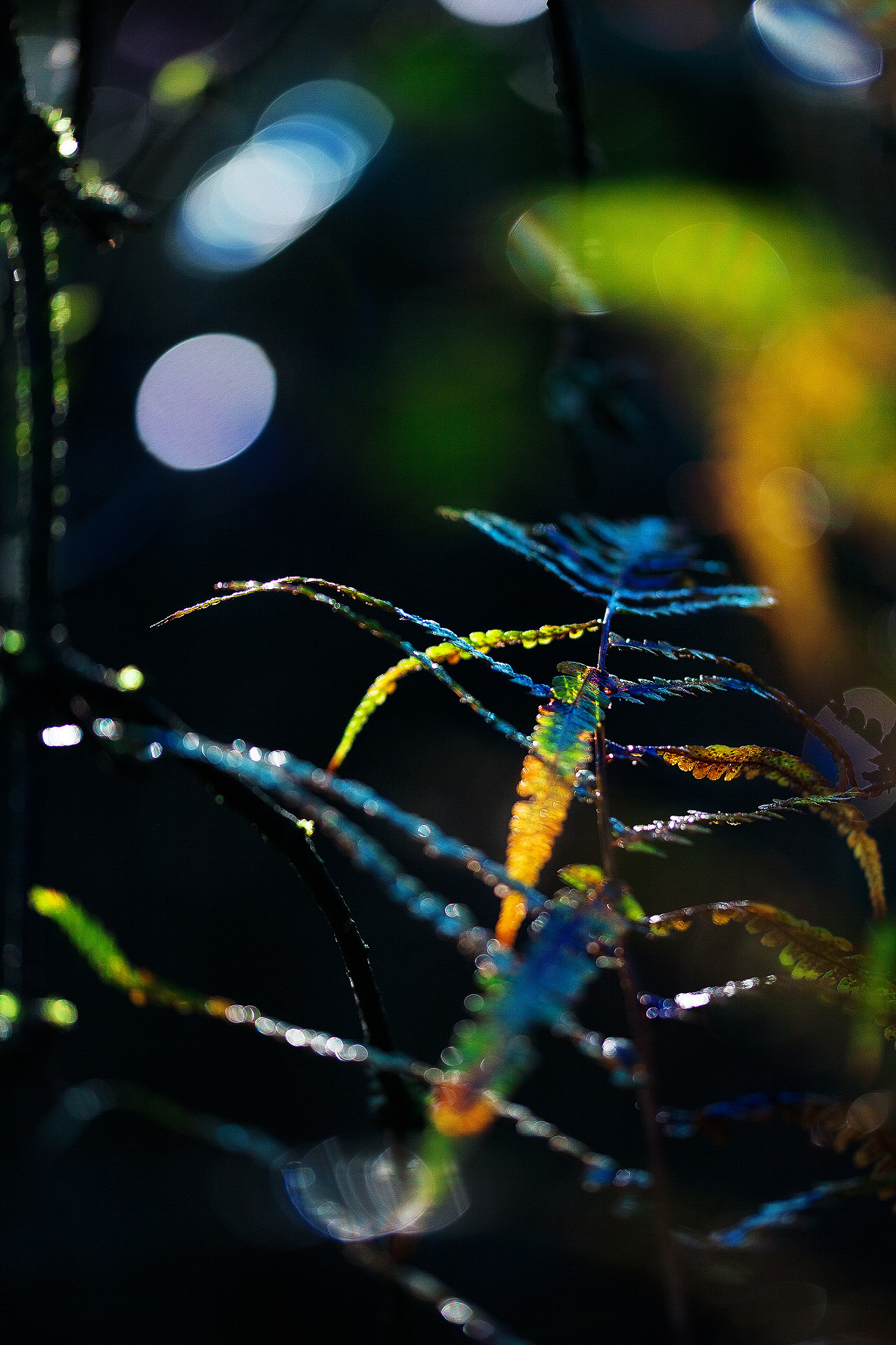 Sigma 105mm F2.8 EX DG OS HSM sample photo. Herbstfarben photography