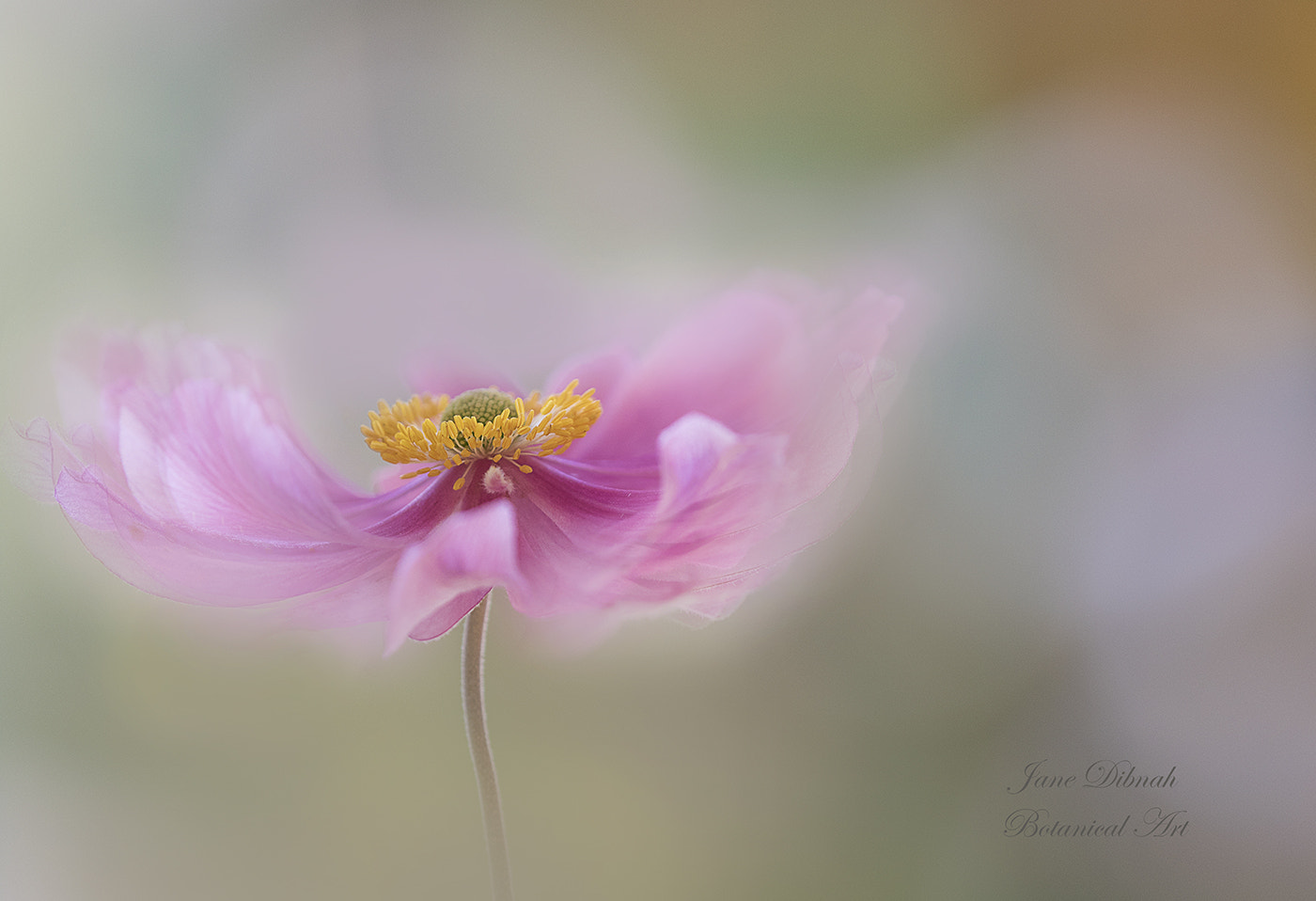 Canon EF 180mm F3.5L Macro USM sample photo. Anemone dream photography