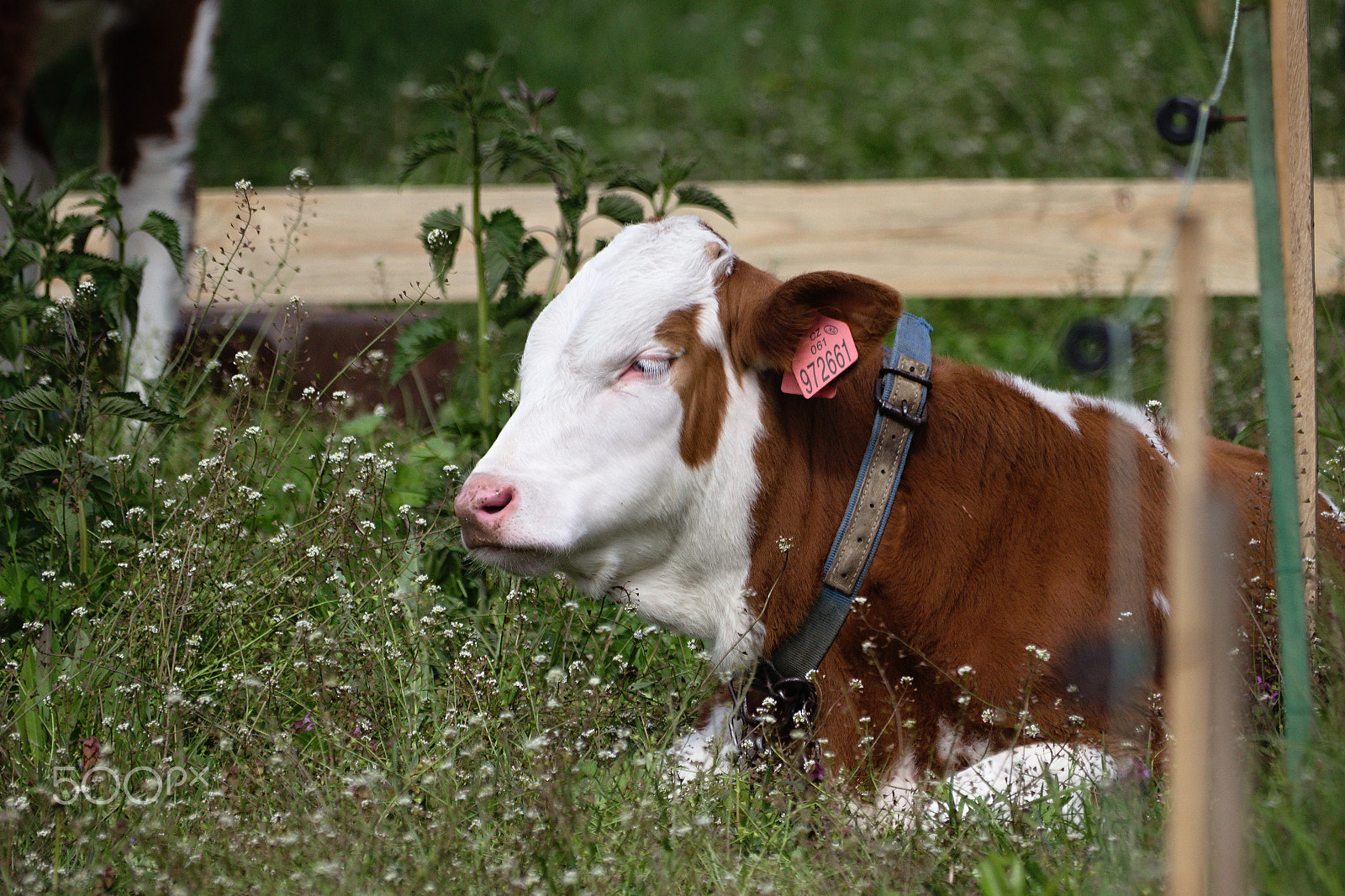 Sigma 150-500mm F5-6.3 DG OS HSM sample photo. Img photography