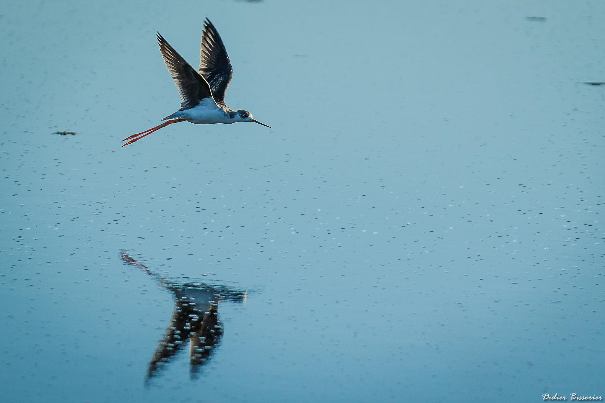 Canon EF 70-200mm F2.8L IS II USM sample photo. Flight reflexion photography