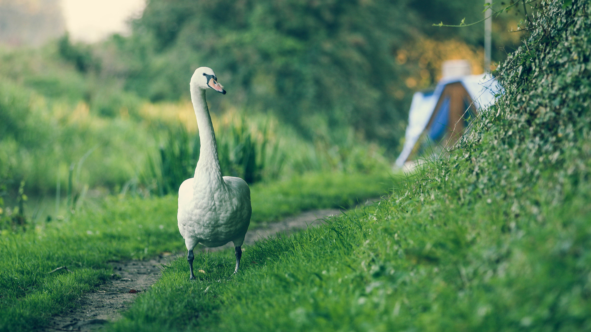 Canon EF 70-200mm F2.8L IS II USM sample photo. The swan photography