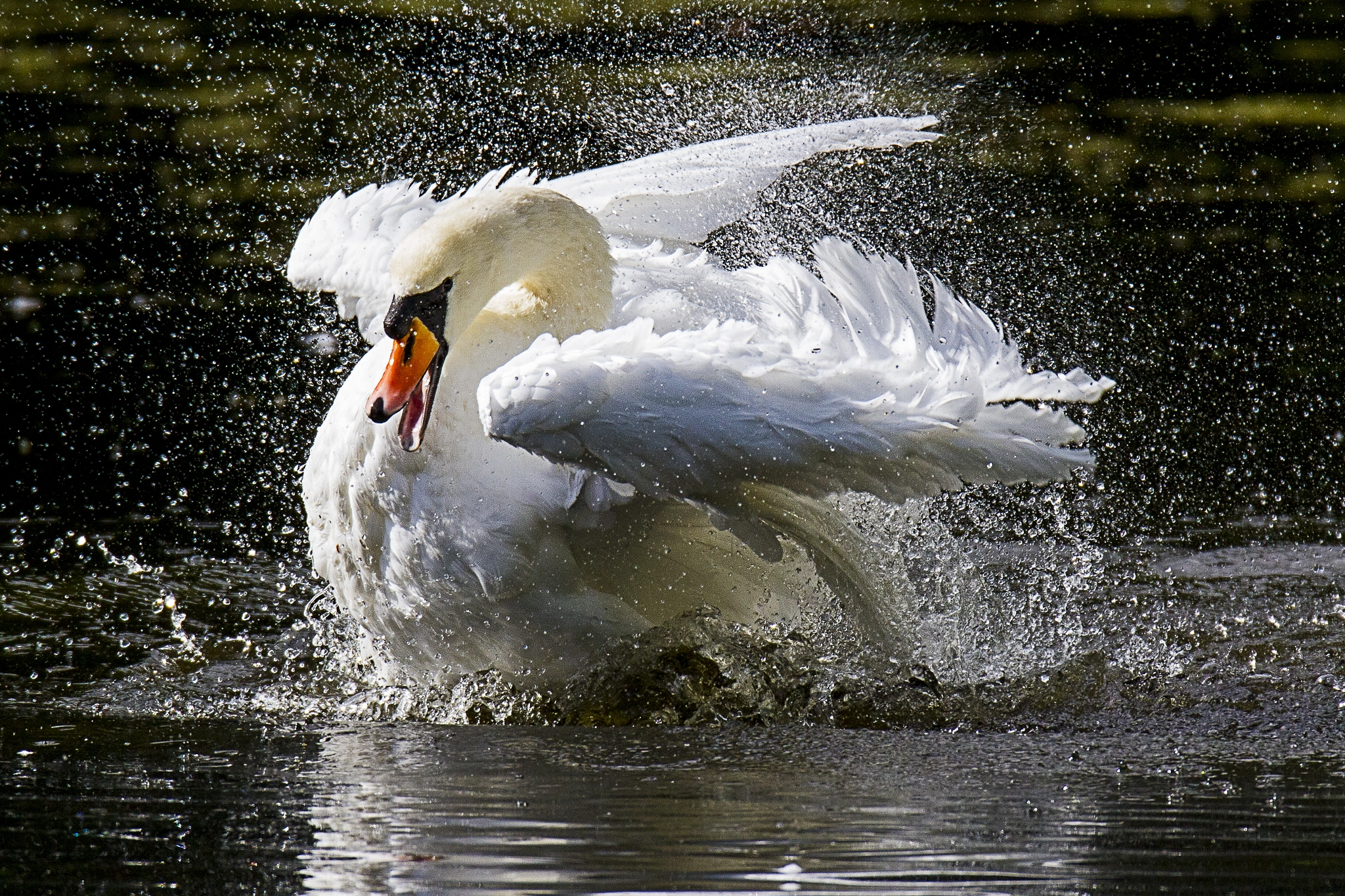 150-600mm F5-6.3 DG OS HSM | Sports 014 sample photo. Making a splash photography