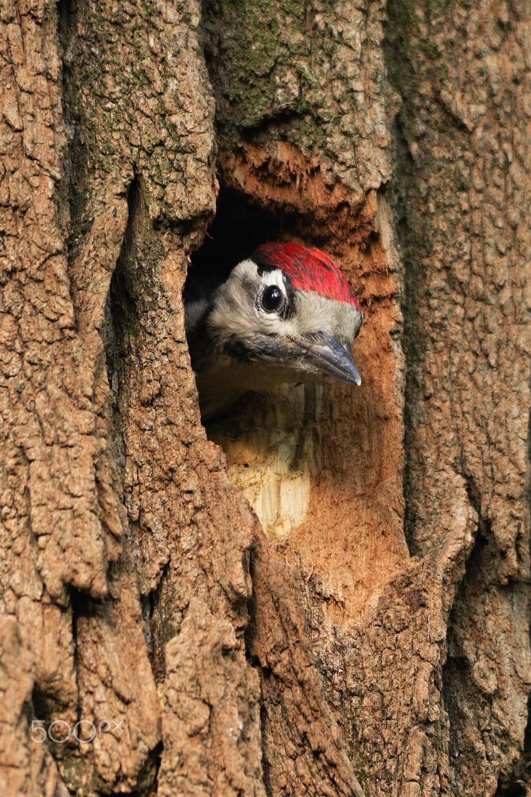 Sigma 150-500mm F5-6.3 DG OS HSM sample photo. Img photography